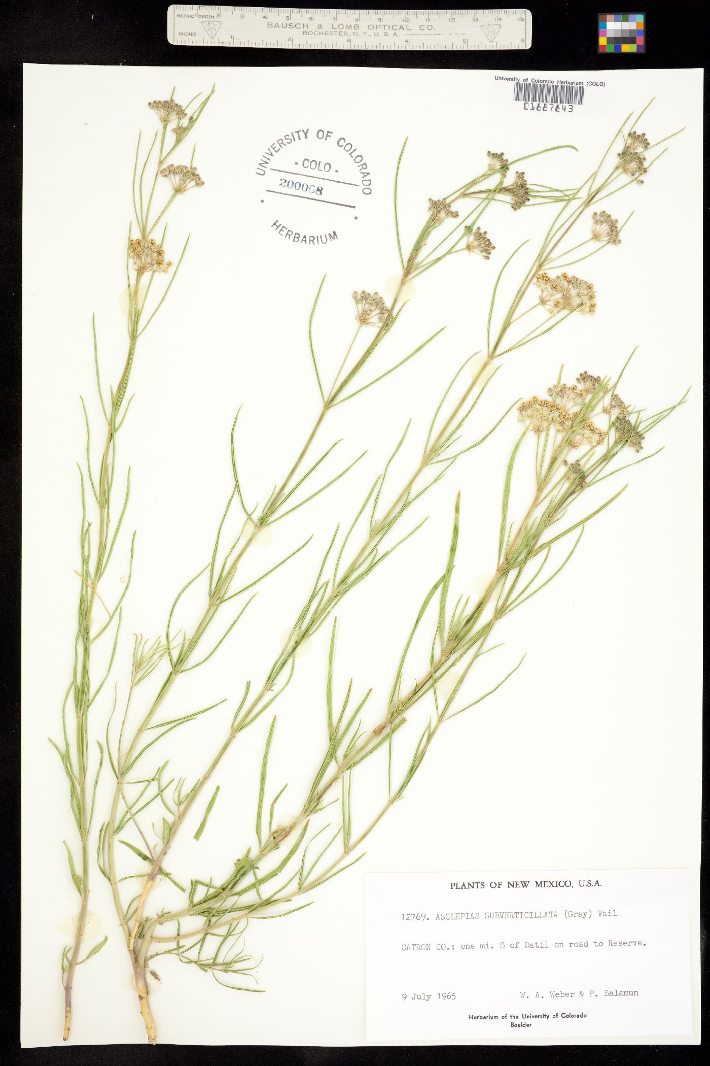 Asclepias subverticillata image