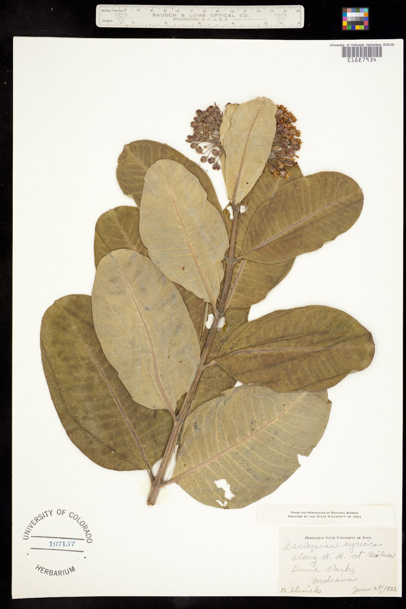 Asclepias syriaca image