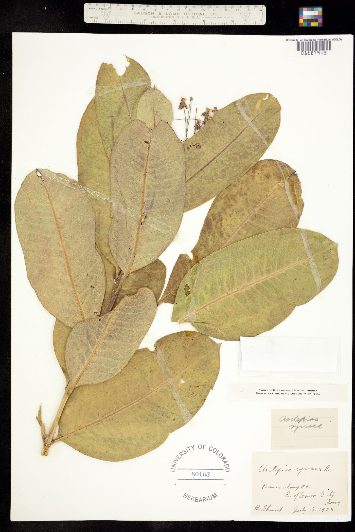 Asclepias syriaca image