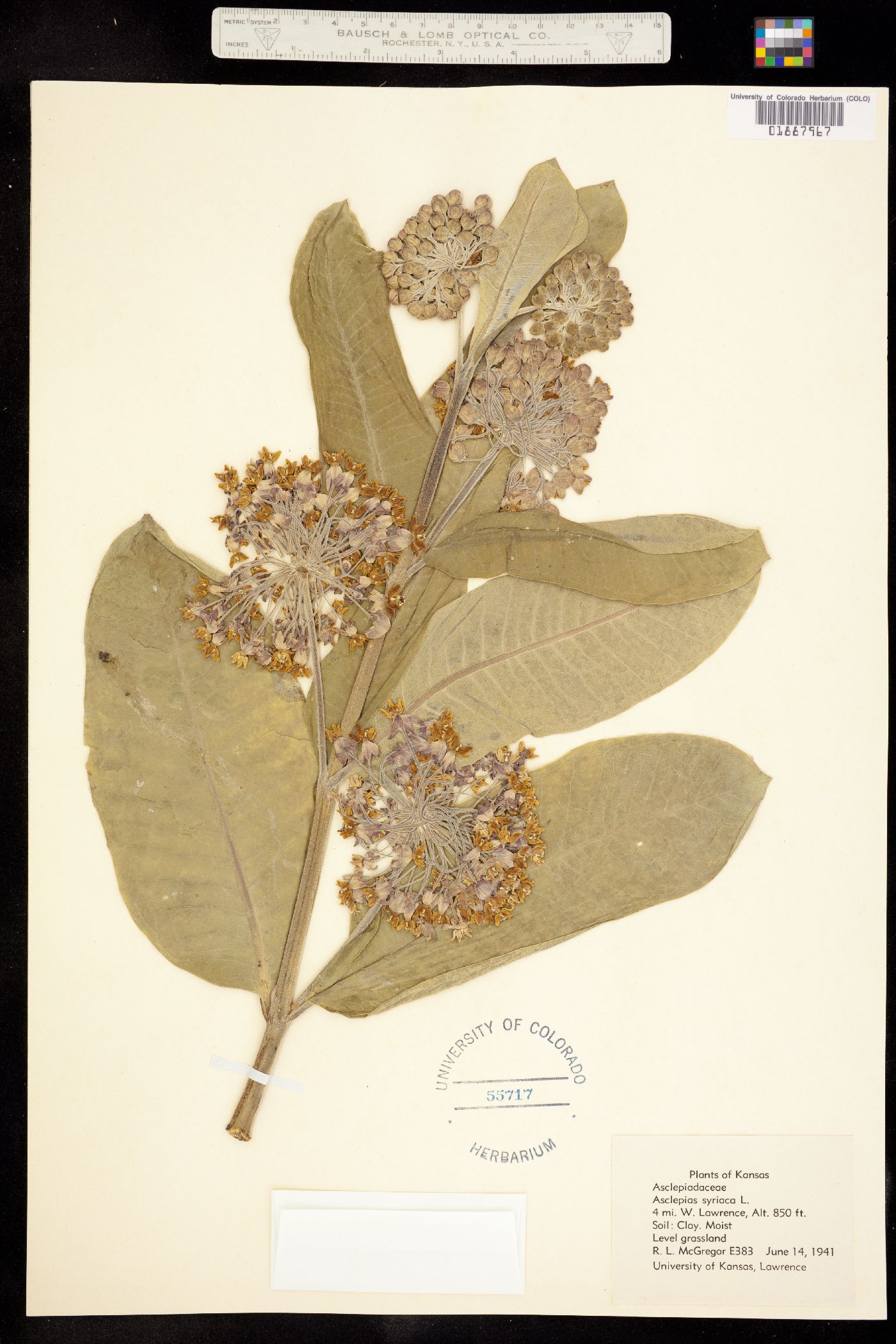 Asclepias syriaca image