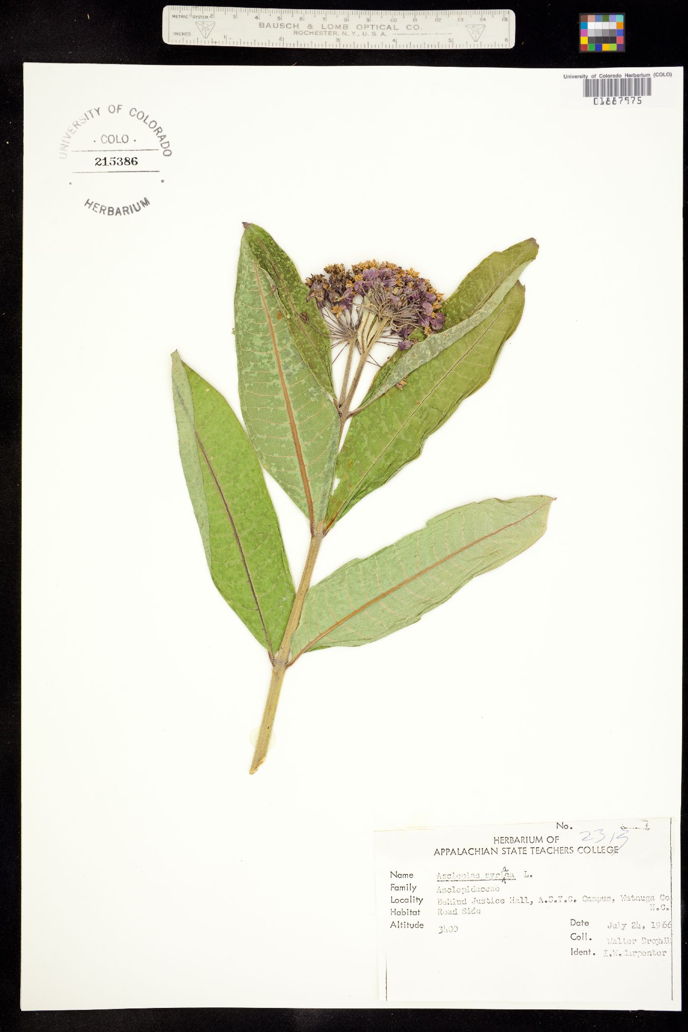 Asclepias syriaca image