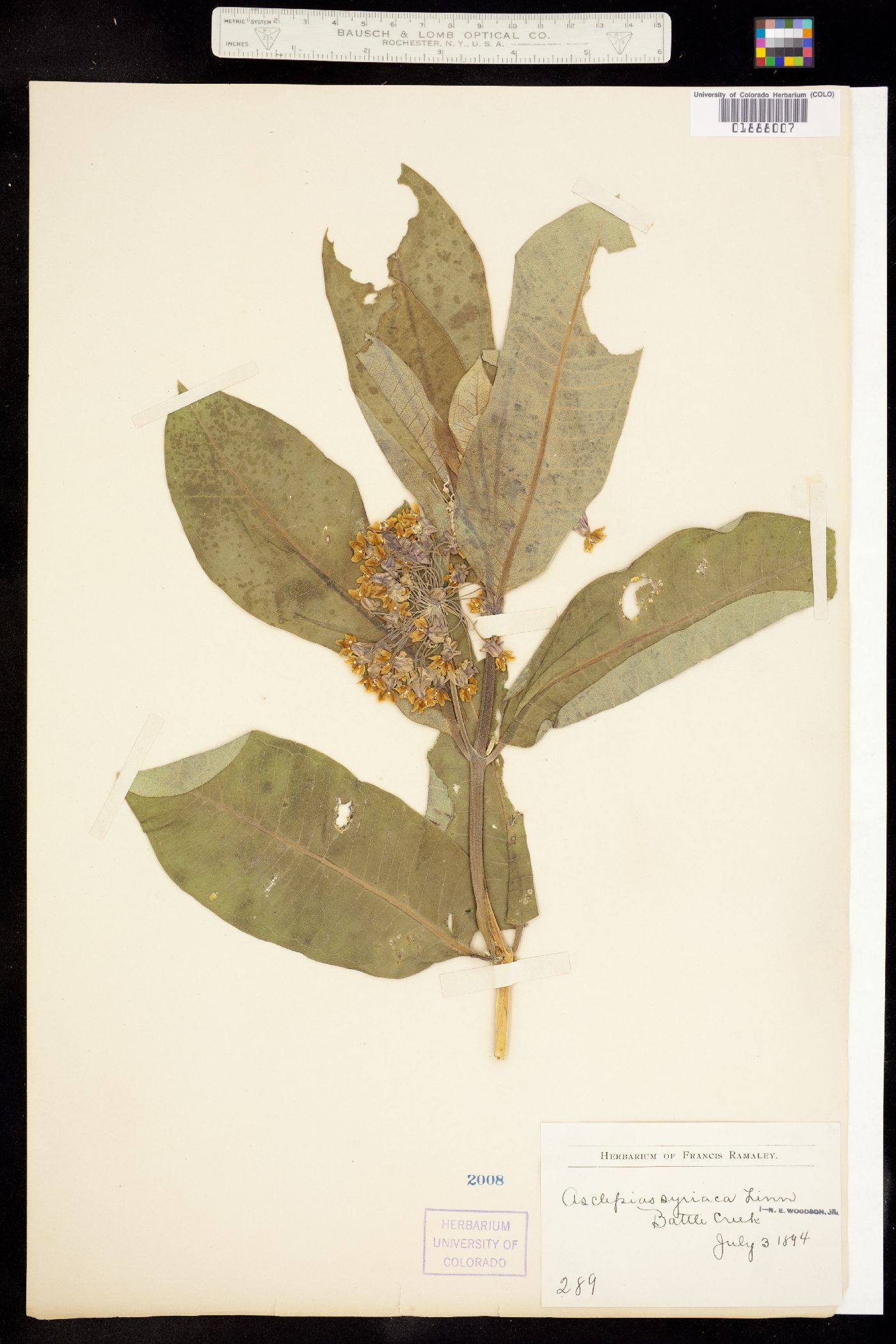 Asclepias syriaca image