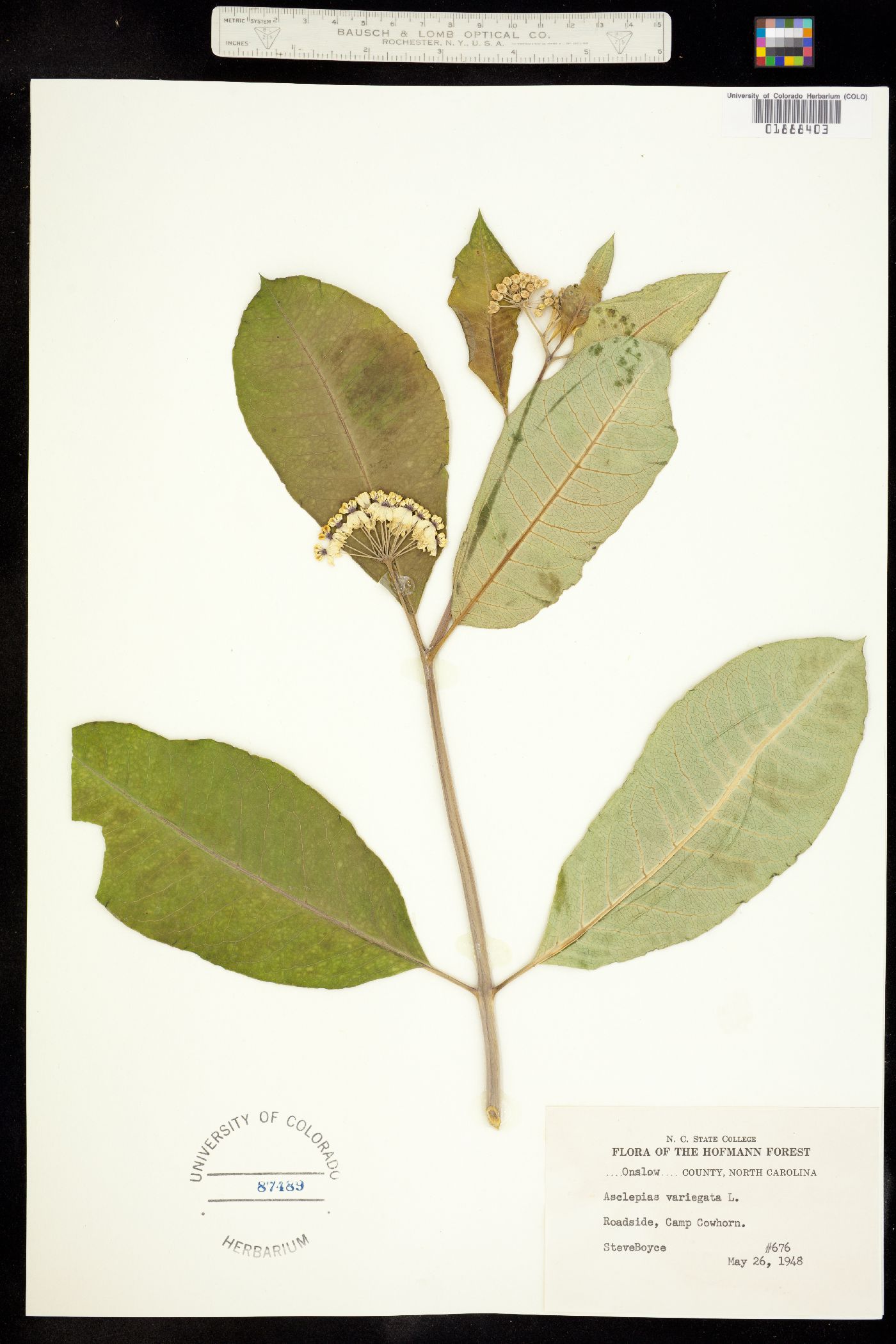 Asclepias variegata image