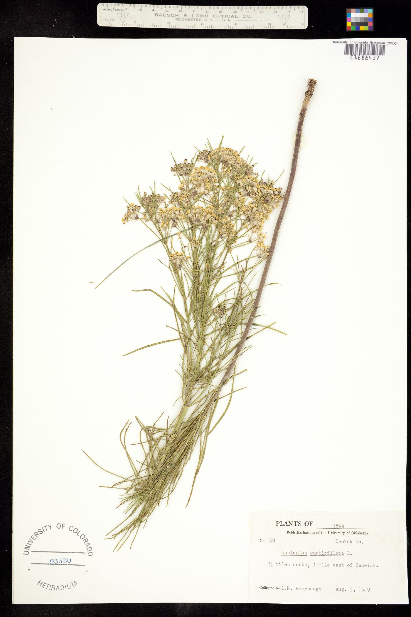 Asclepias verticillata image