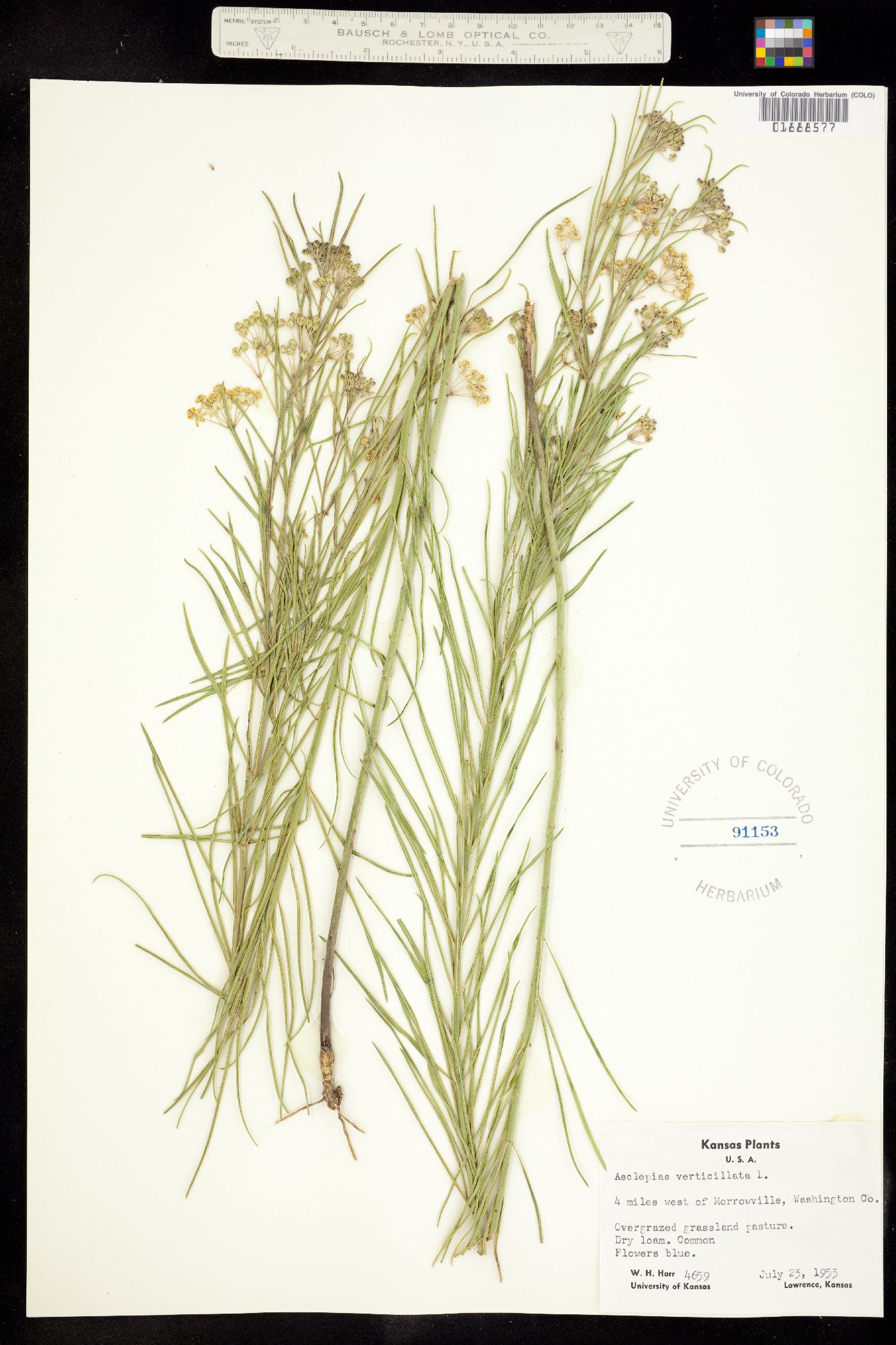 Asclepias verticillata image