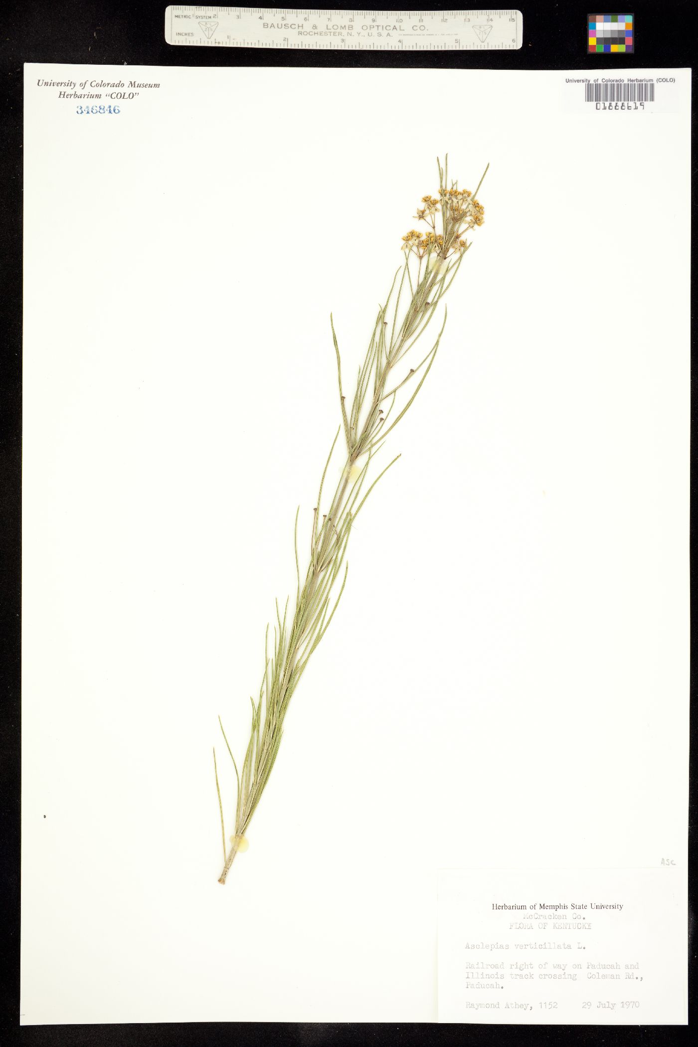 Asclepias verticillata image