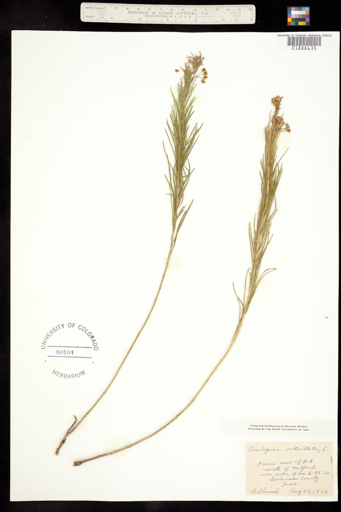 Asclepias verticillata image
