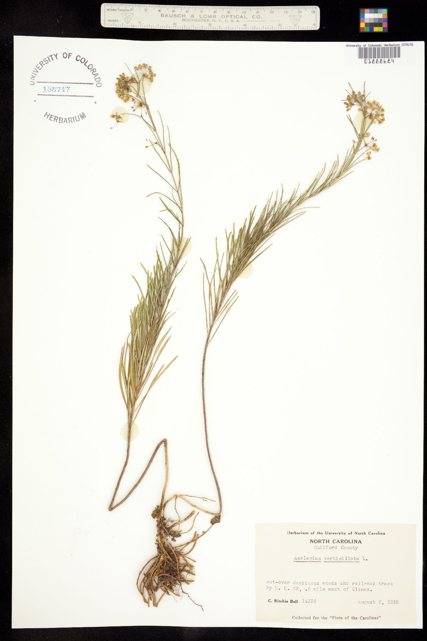 Asclepias verticillata image