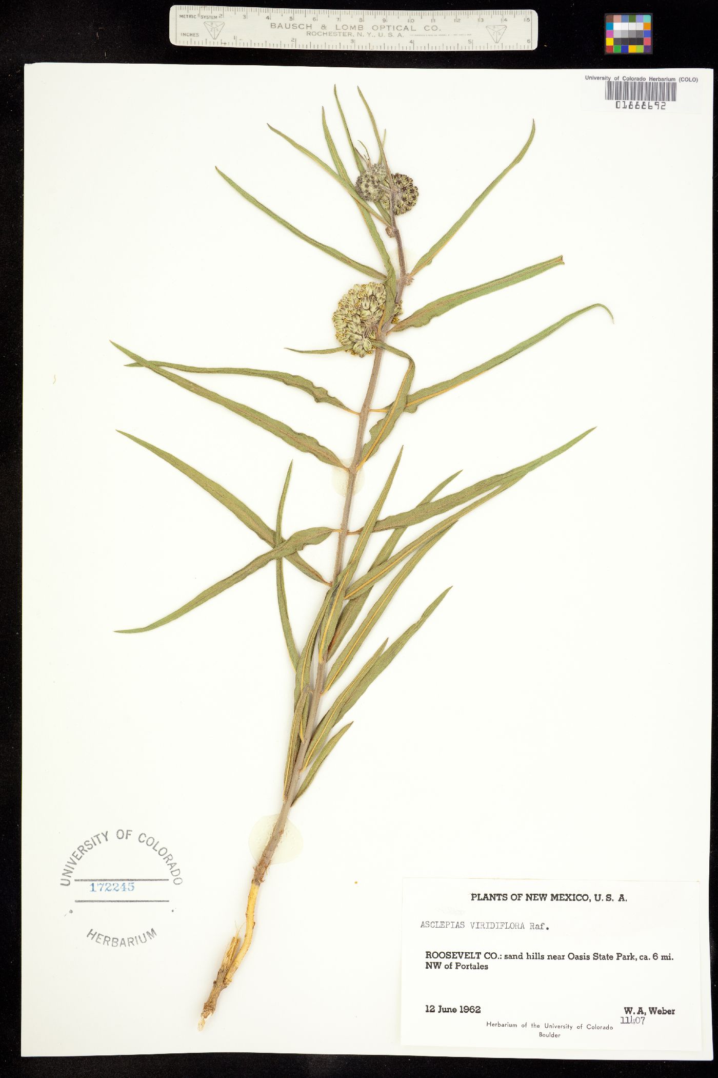 Asclepias viridiflora image