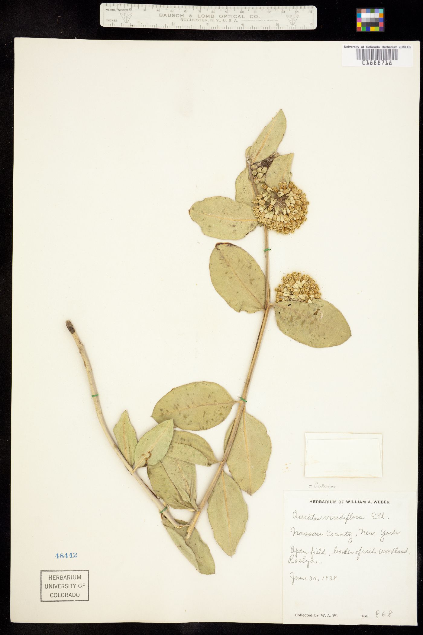 Asclepias viridiflora image