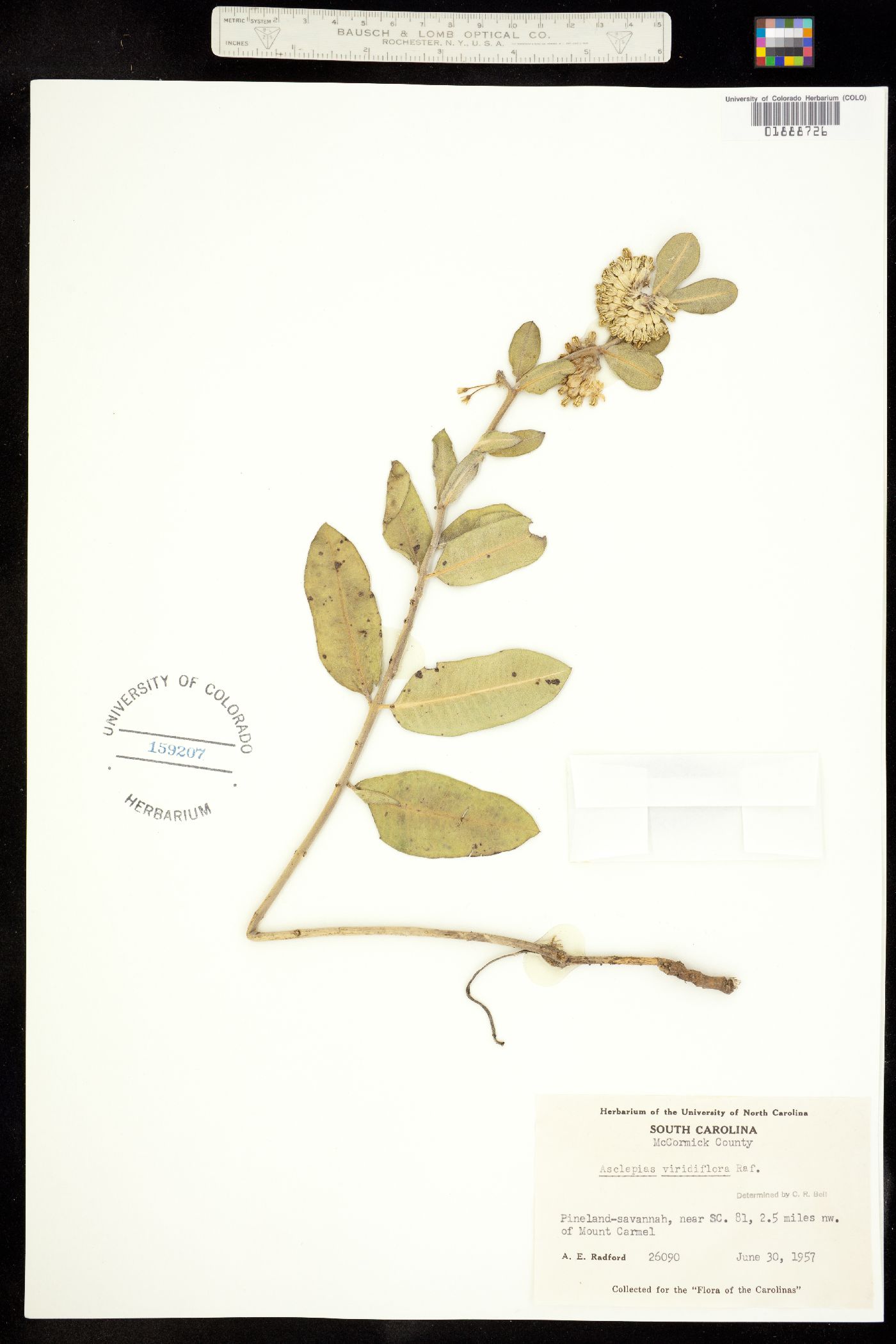 Asclepias viridiflora image
