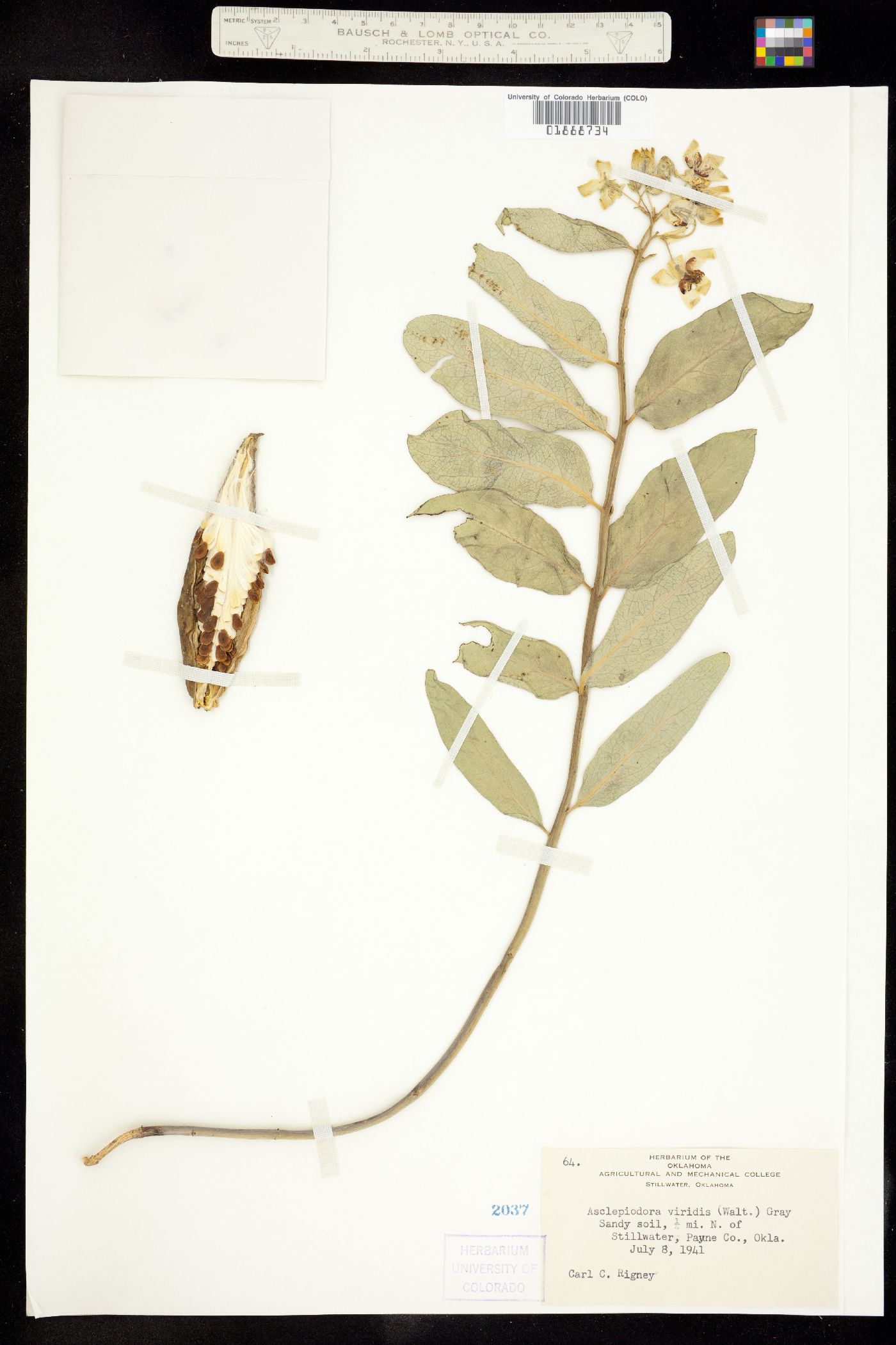 Asclepias viridis image