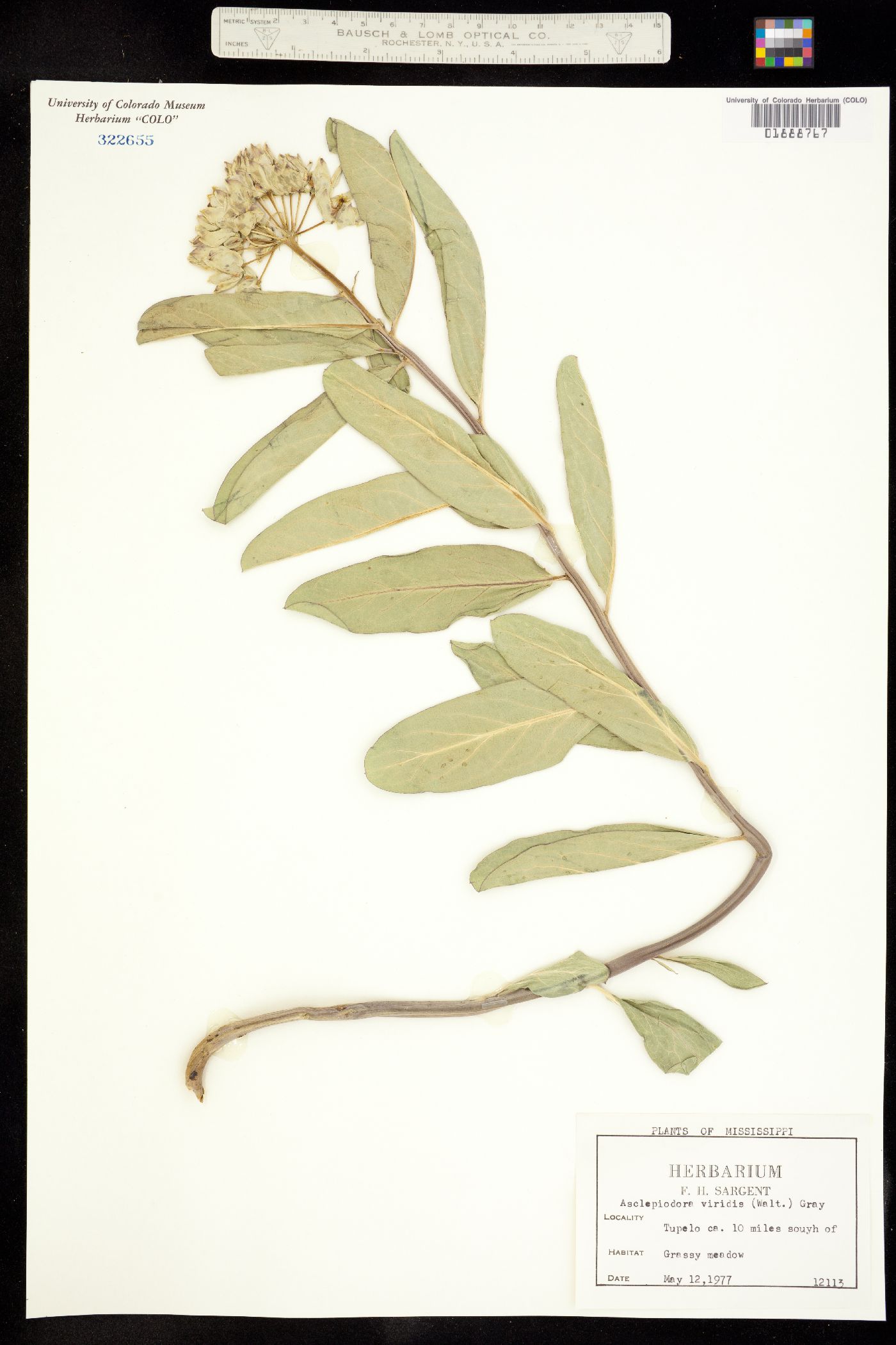 Asclepias viridis image