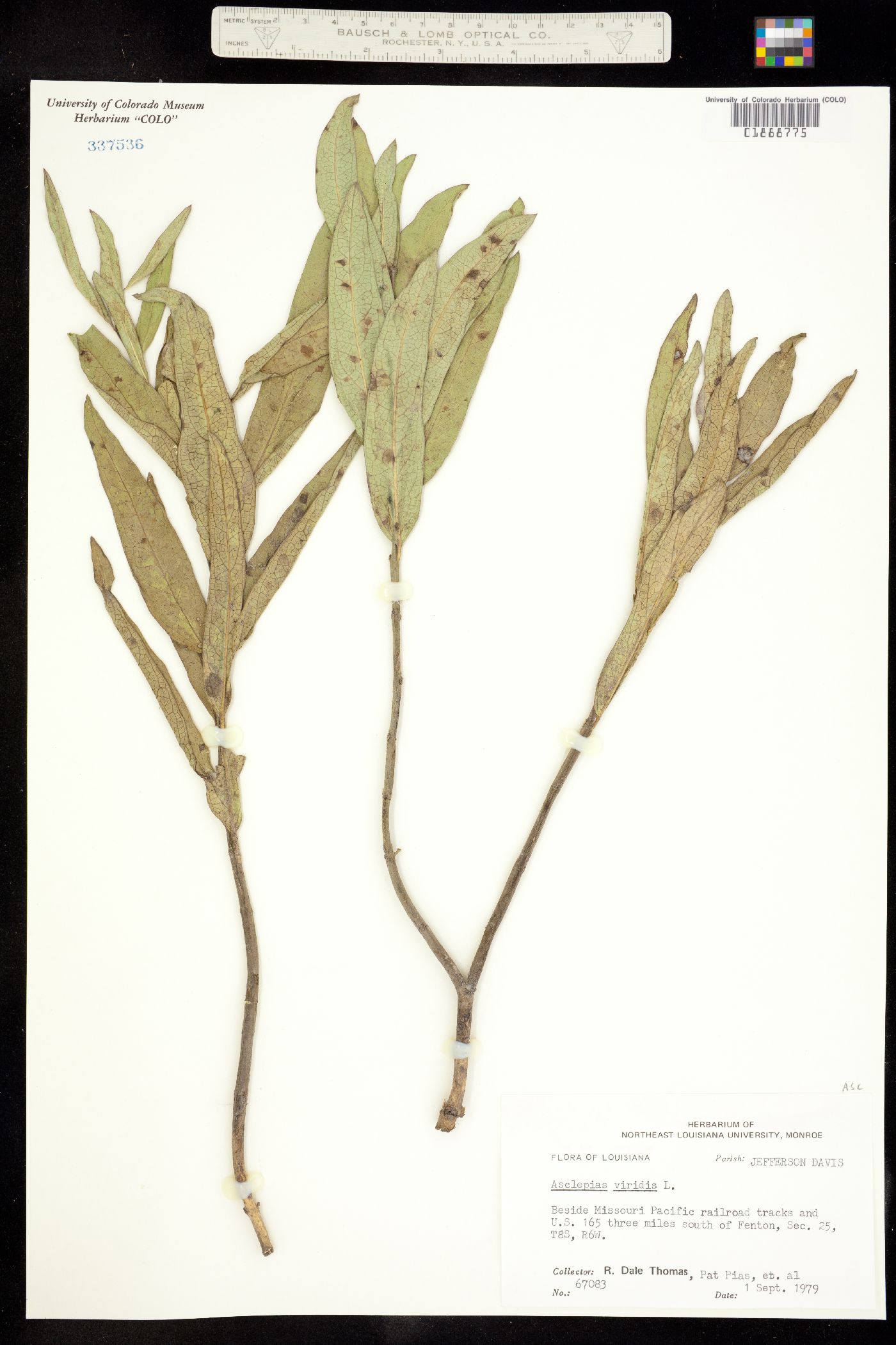 Asclepias viridis image