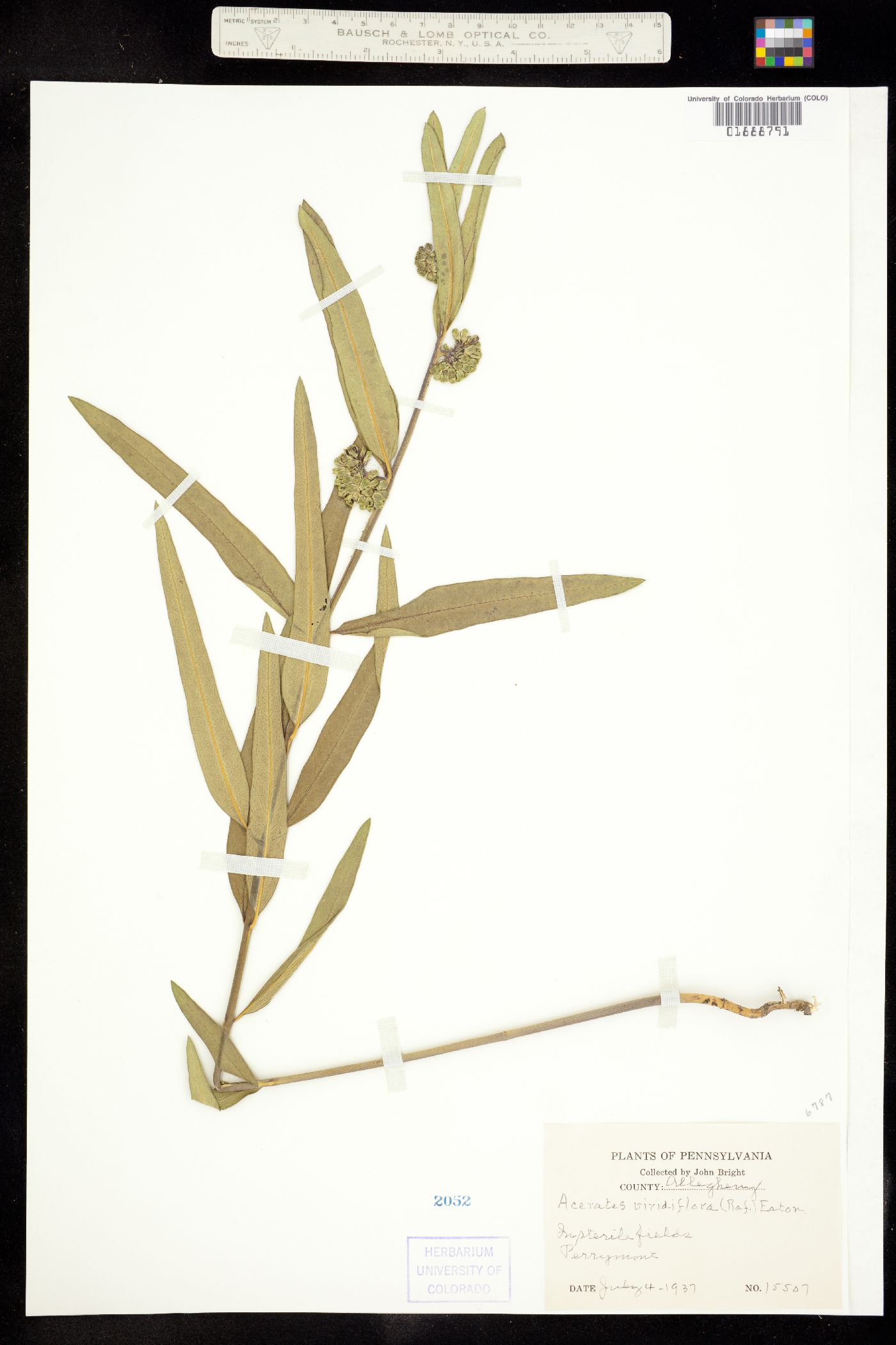 Asclepias viridiflora image
