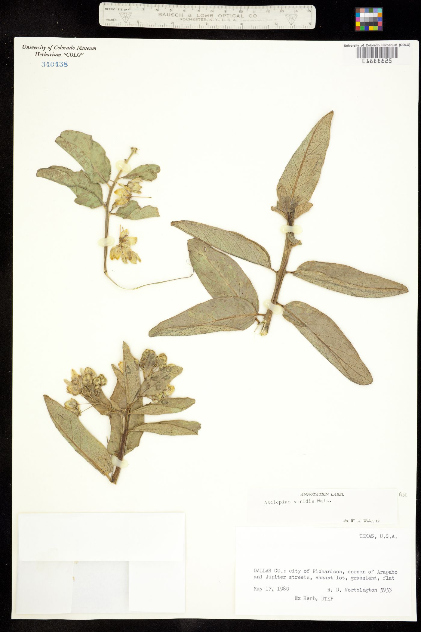 Asclepias viridis image