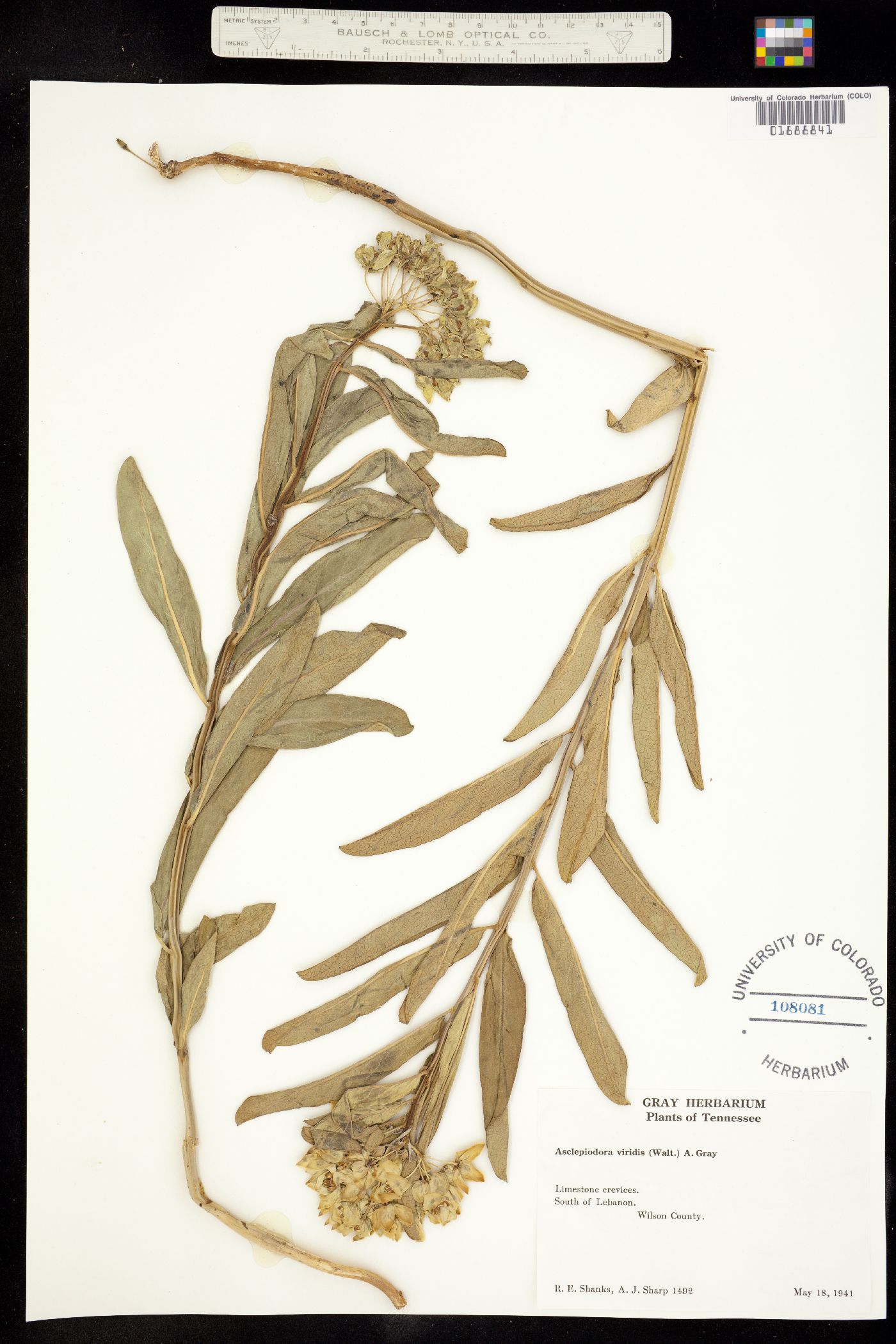 Asclepias viridis image