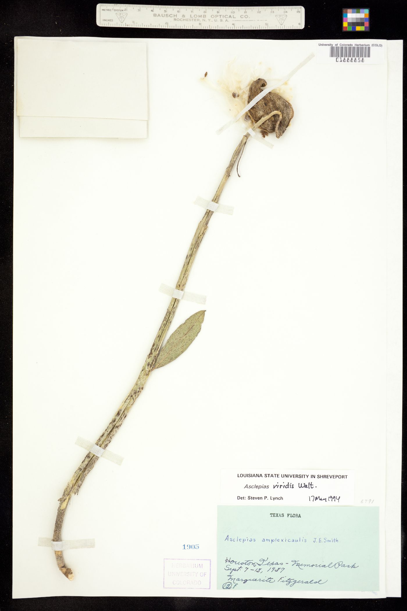 Asclepias viridis image