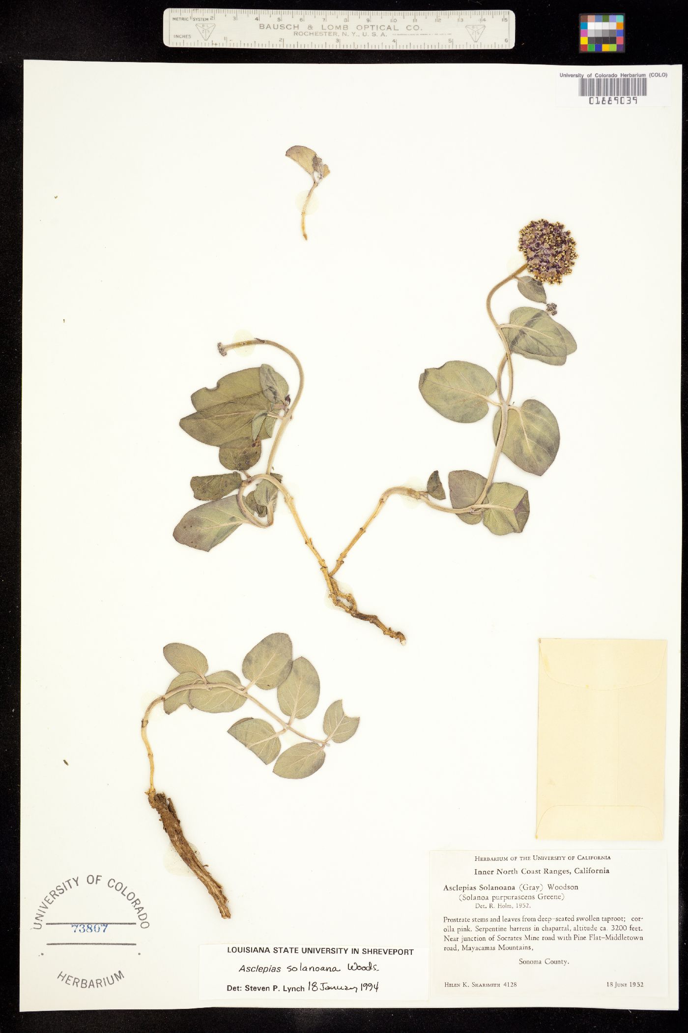 Asclepias solanoana image