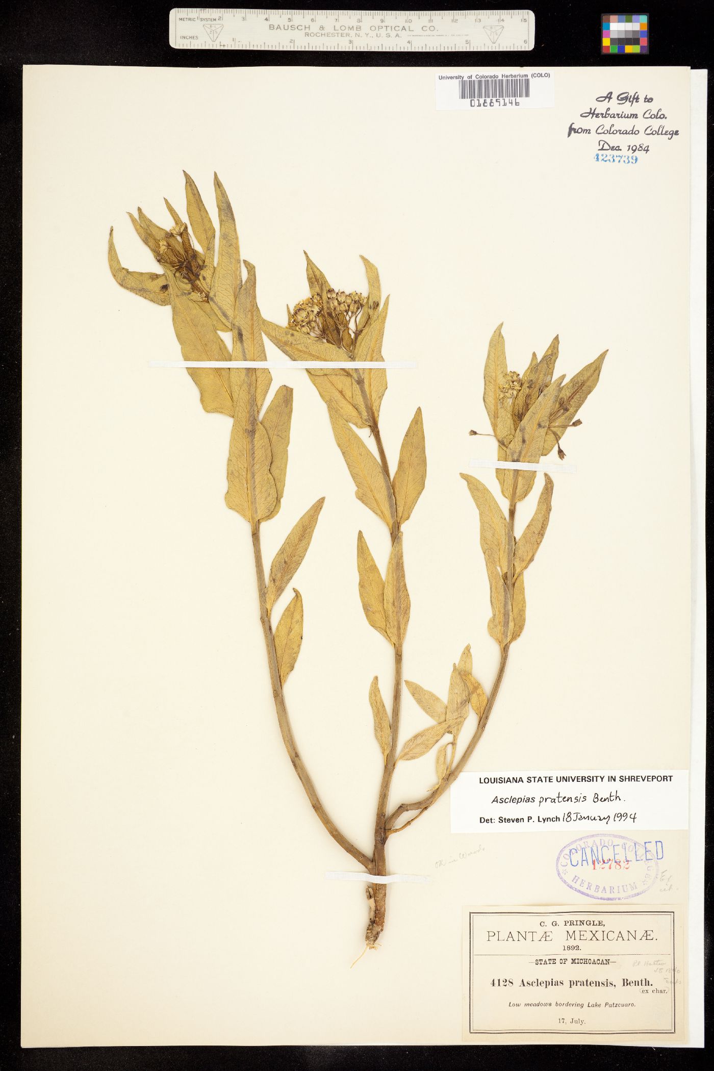 Asclepias pratensis image