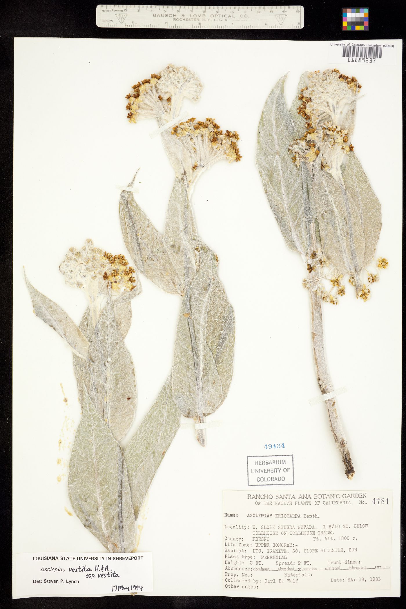 Asclepias eriocarpa image