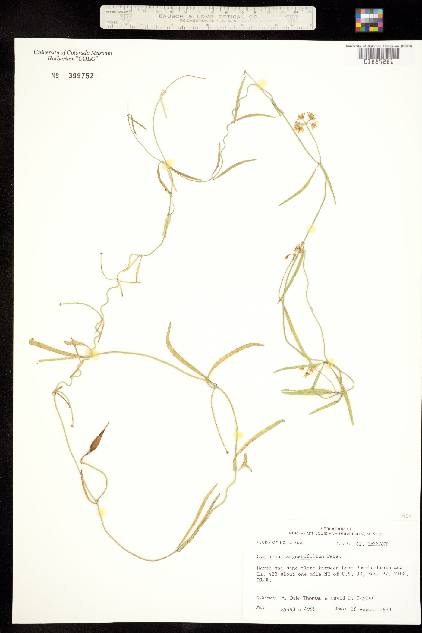 Seutera angustifolia image