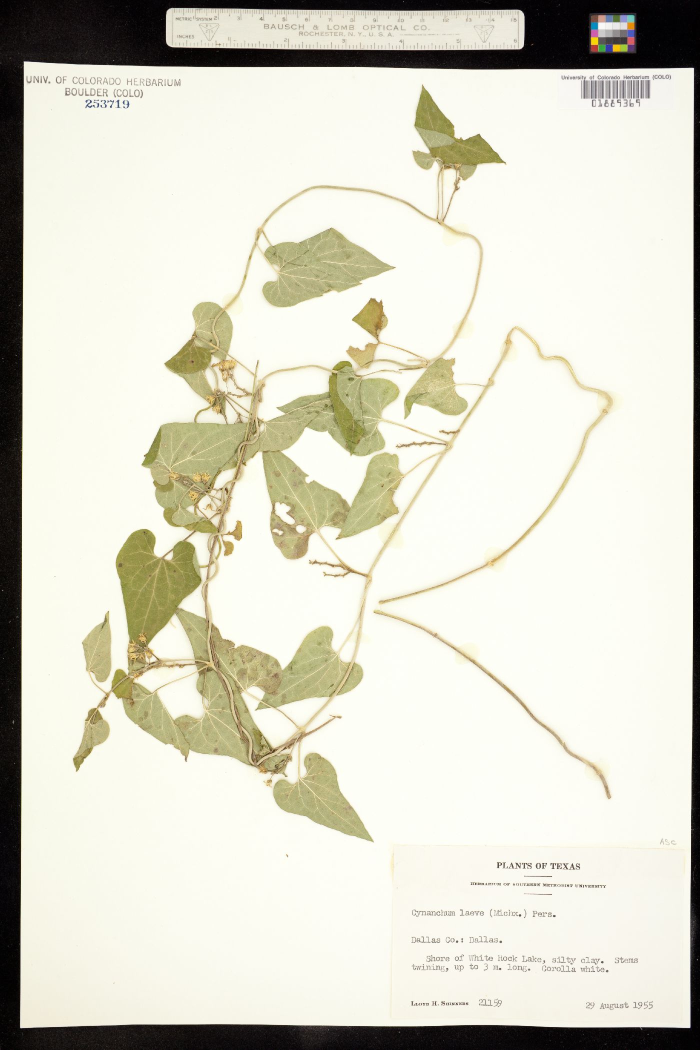 Cynanchum image