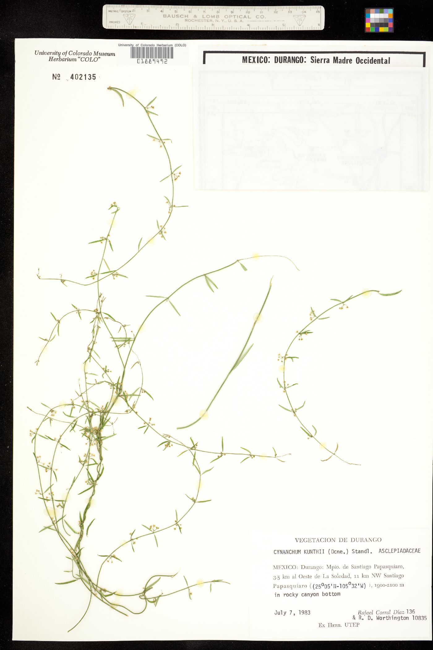 Cynanchum kunthii image