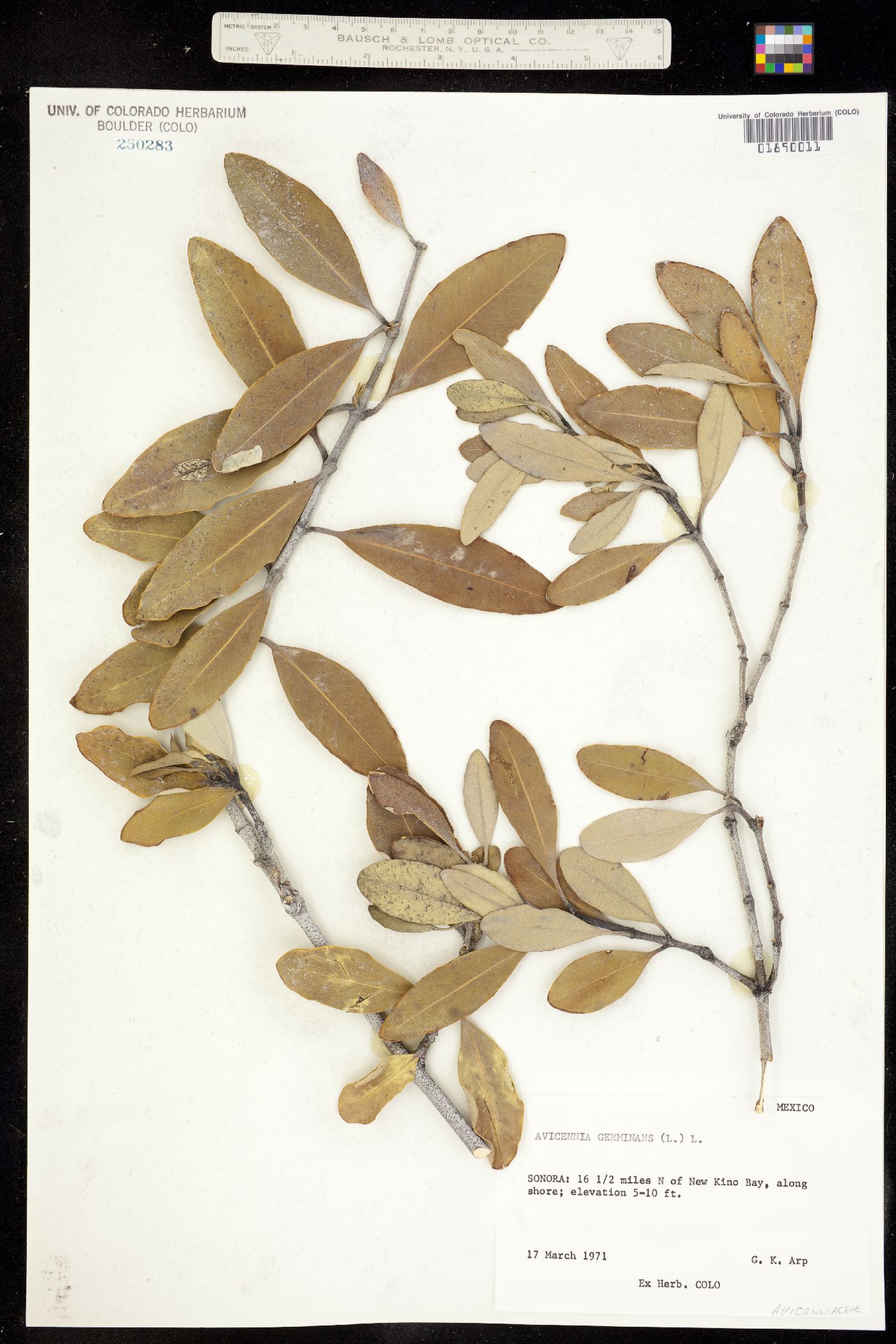 Avicennia germinans image