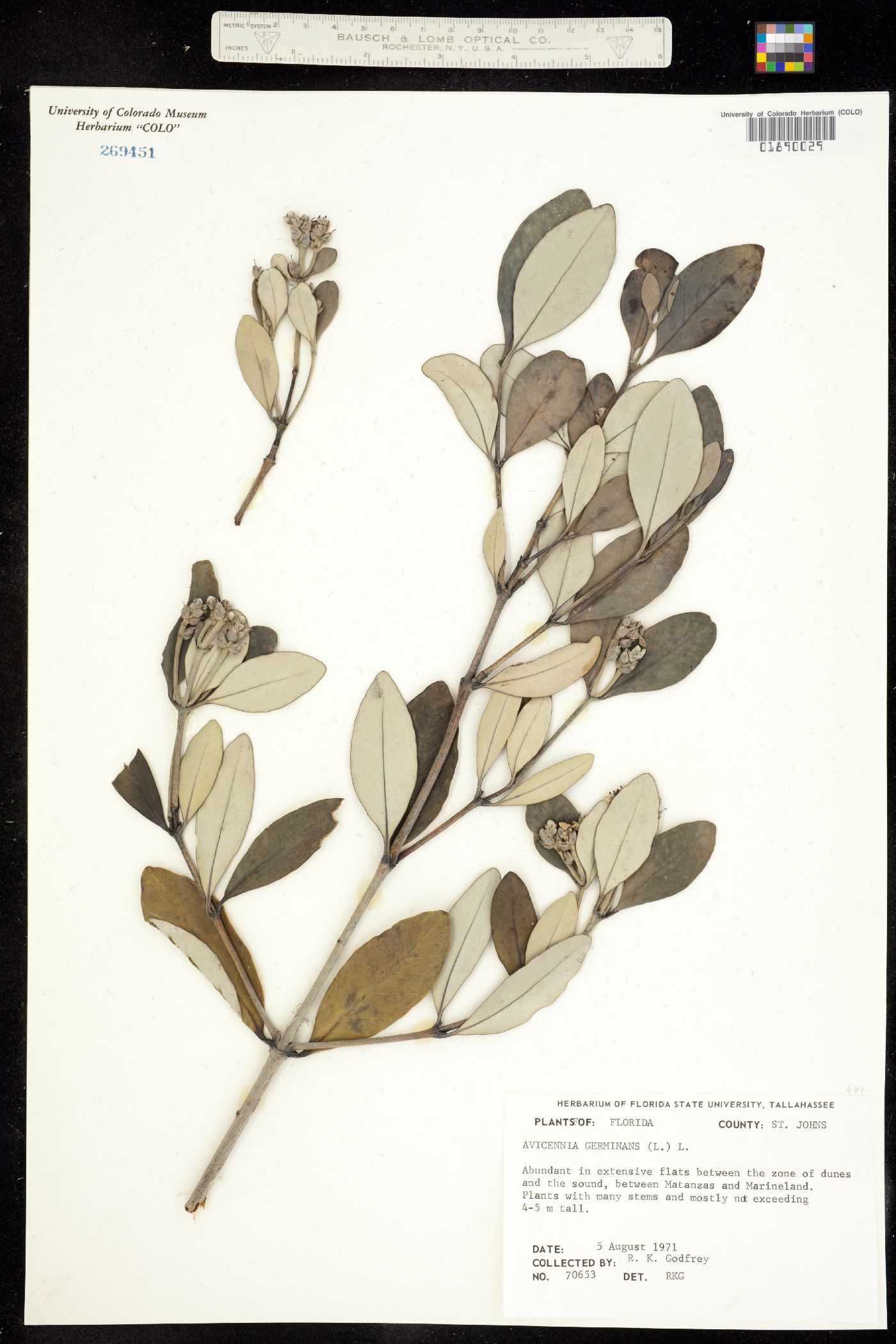 Avicennia germinans image