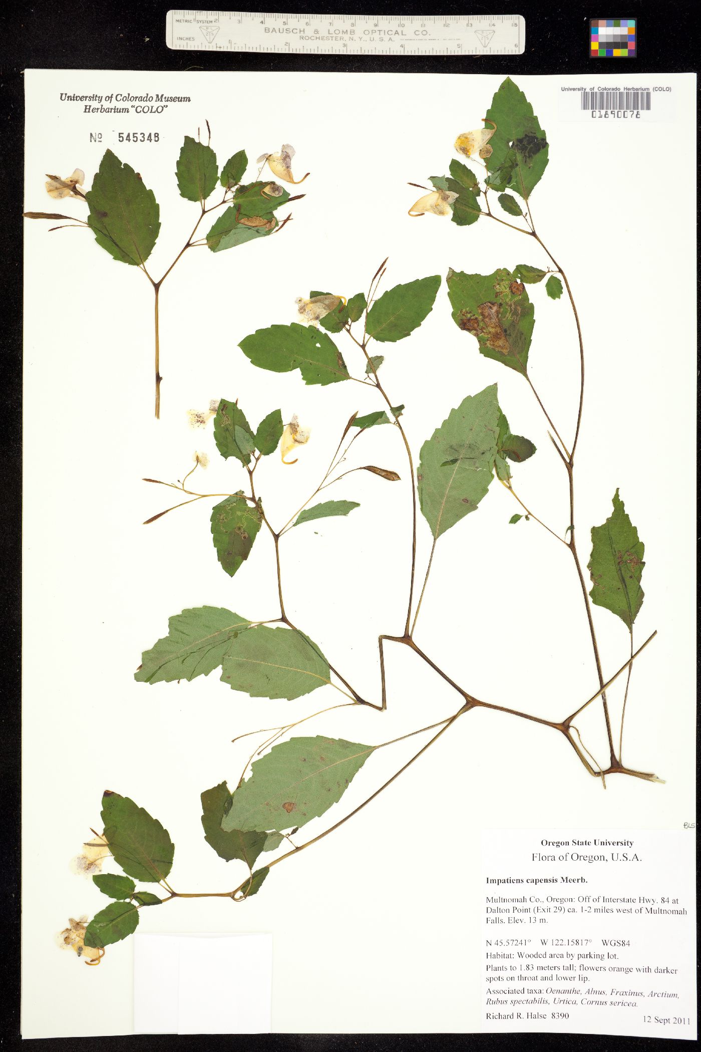 Impatiens capensis image