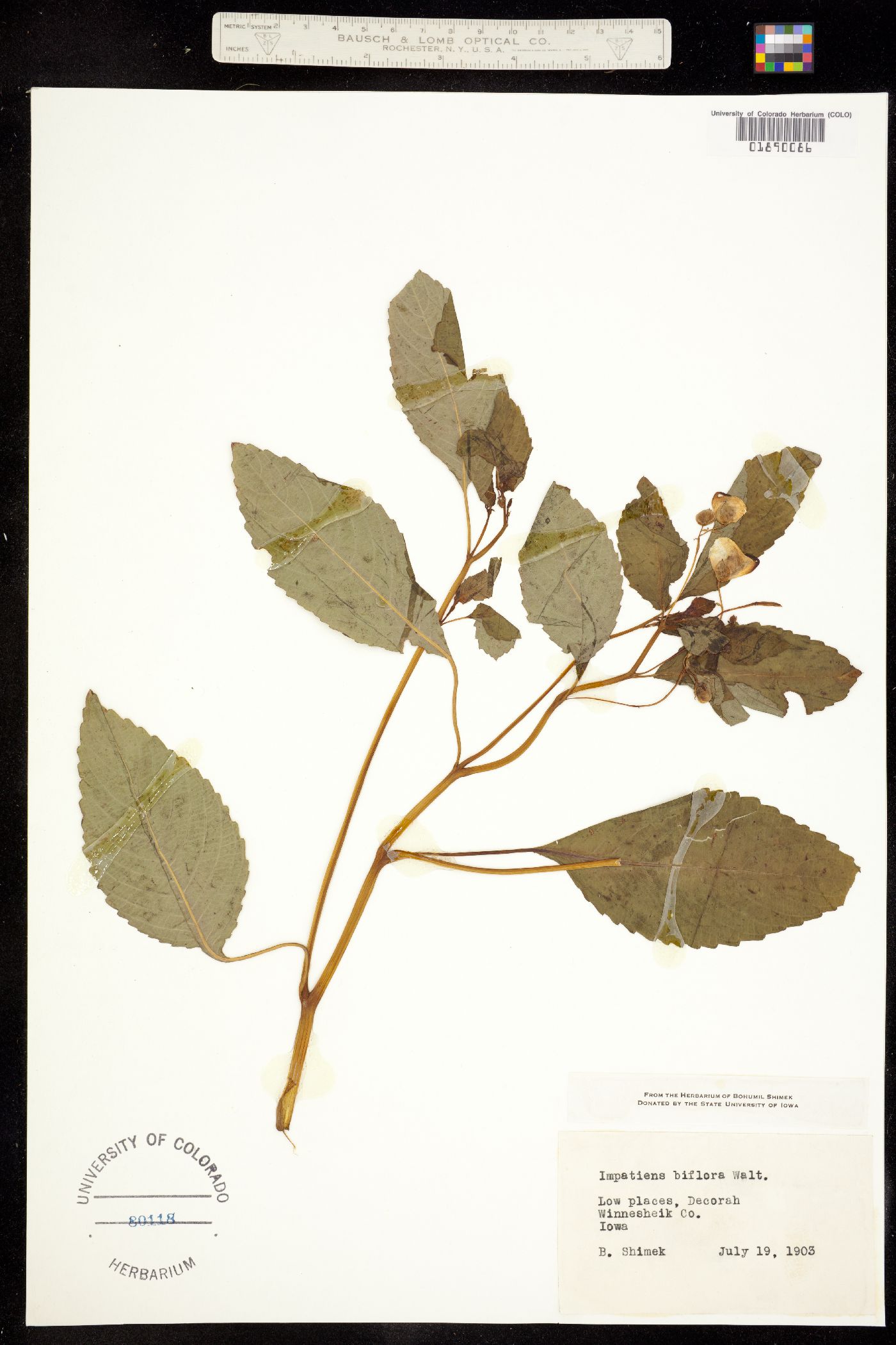 Impatiens capensis image