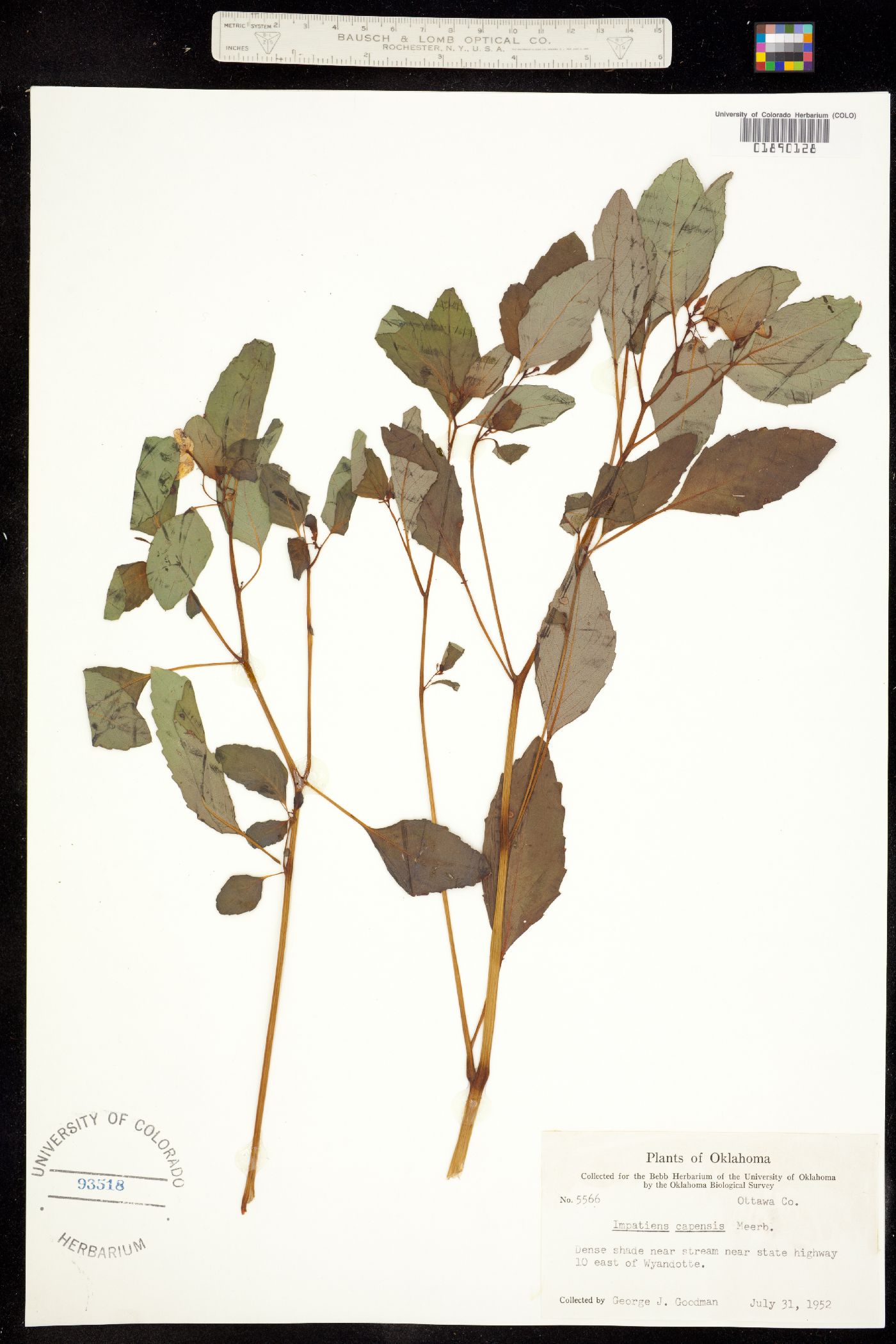 Impatiens capensis image