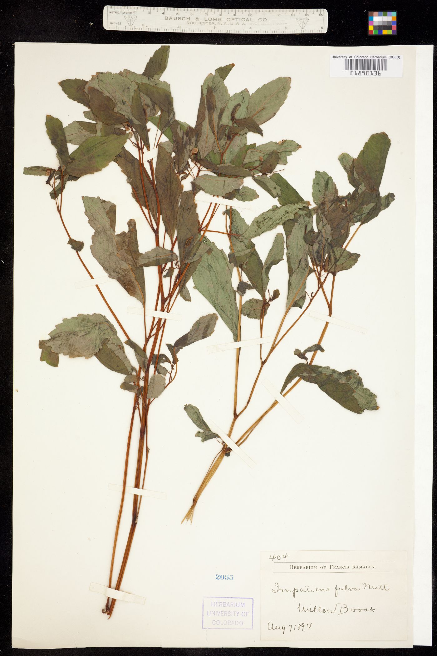Impatiens capensis image