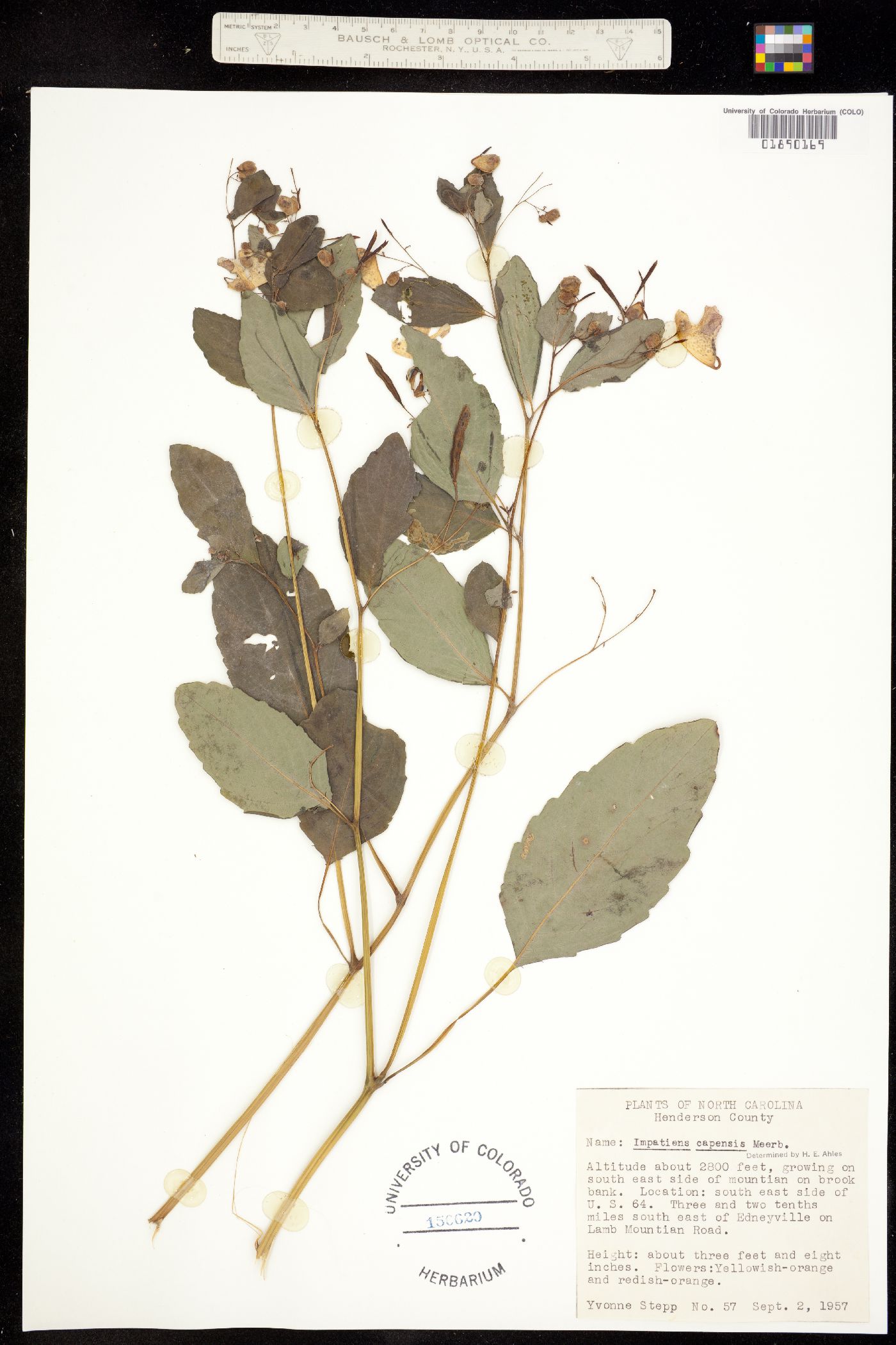 Impatiens capensis image