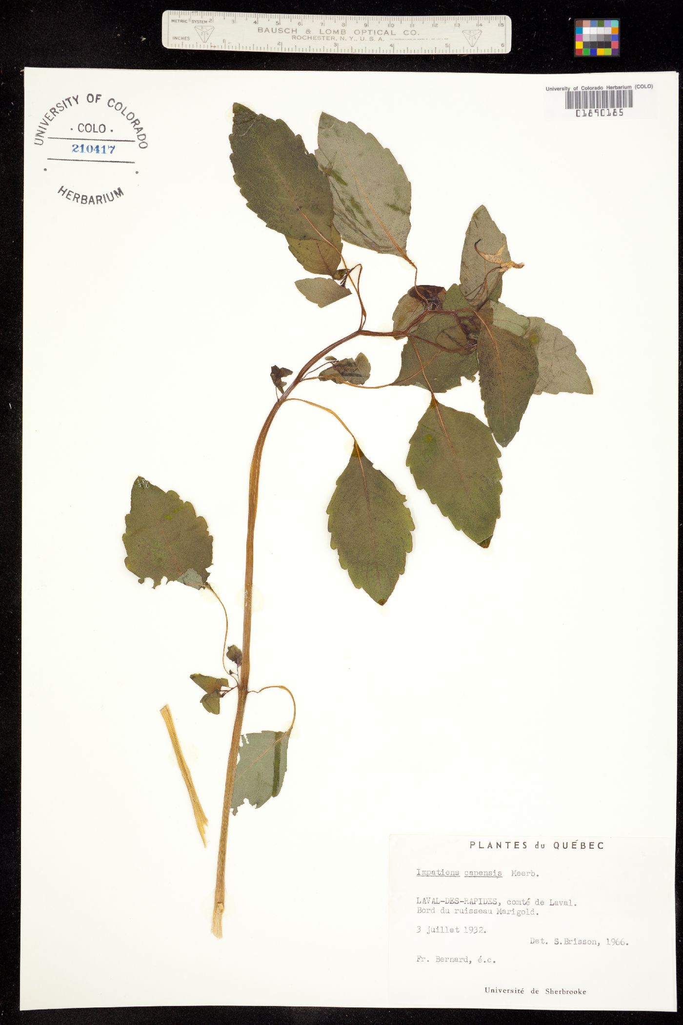 Impatiens capensis image