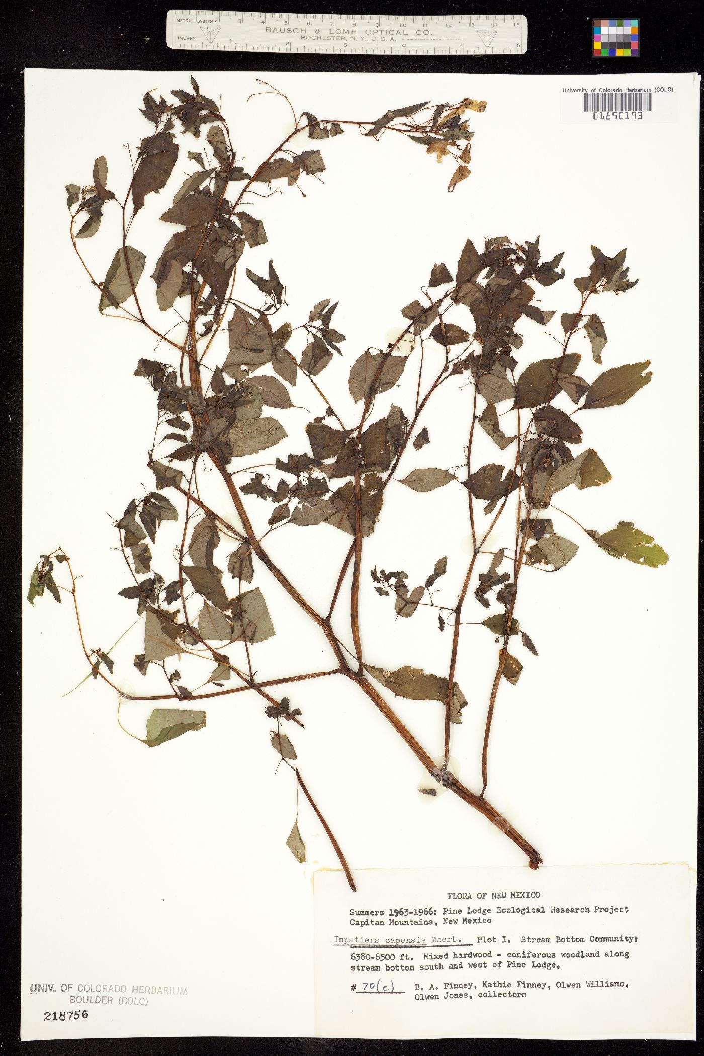 Impatiens capensis image