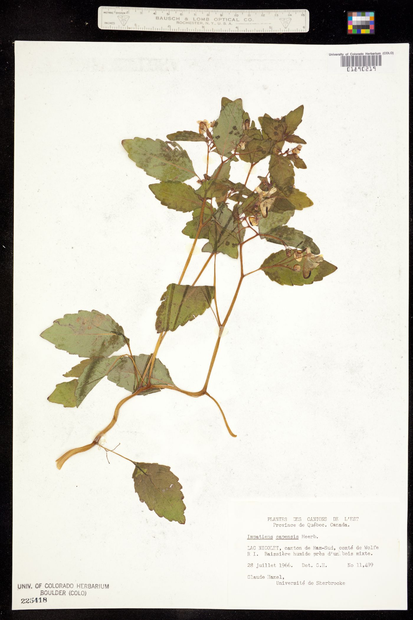 Impatiens capensis image