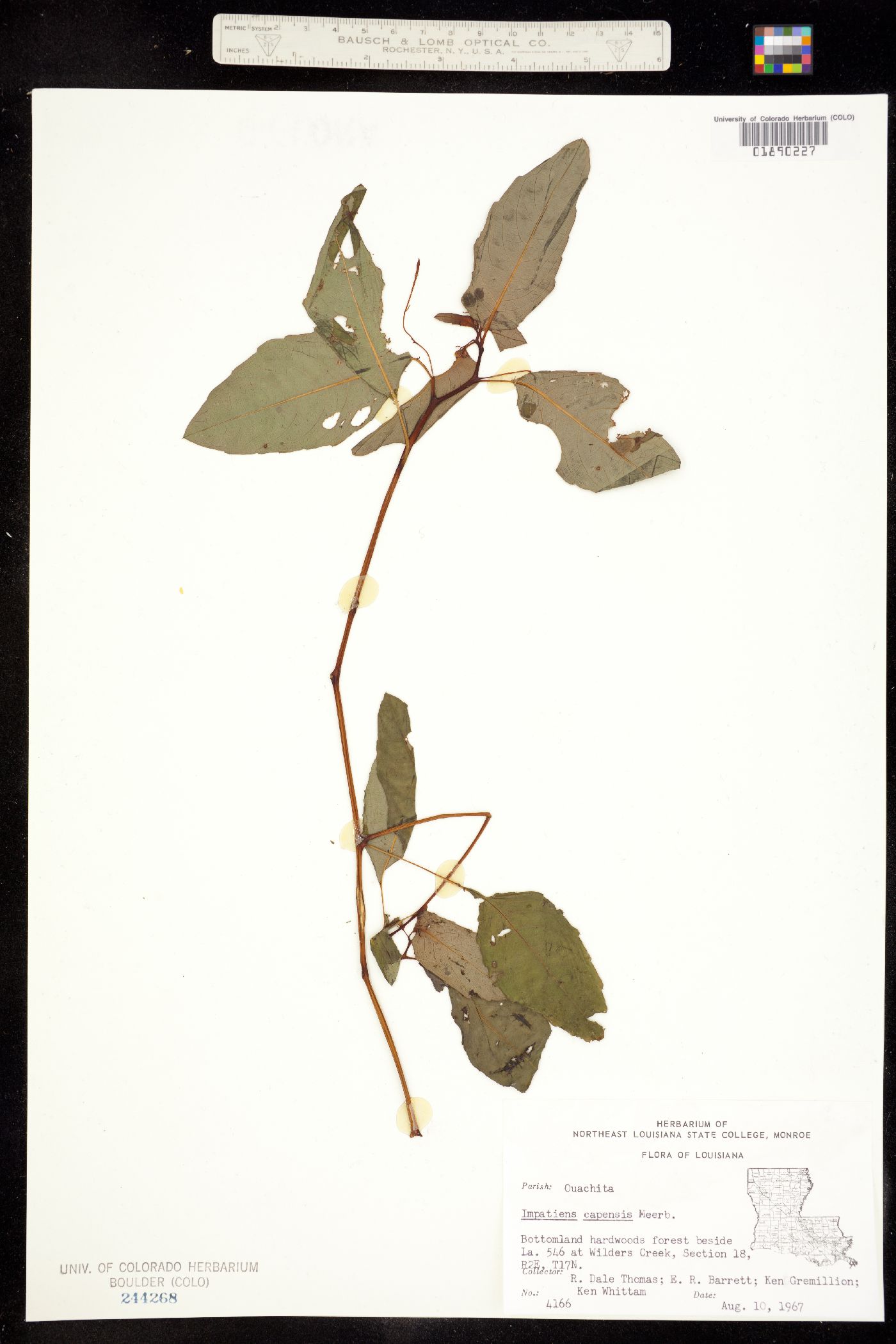 Impatiens capensis image