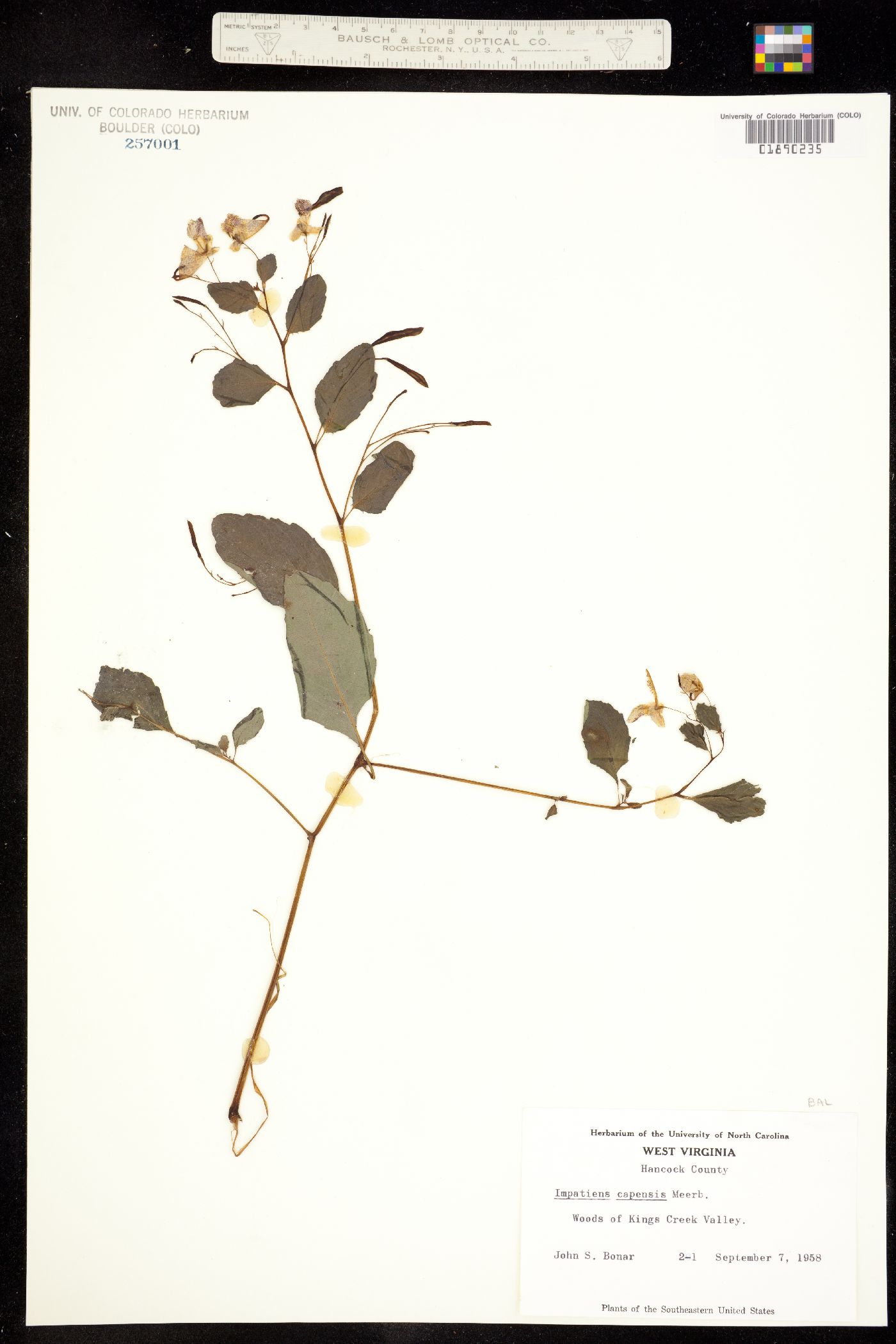 Impatiens capensis image