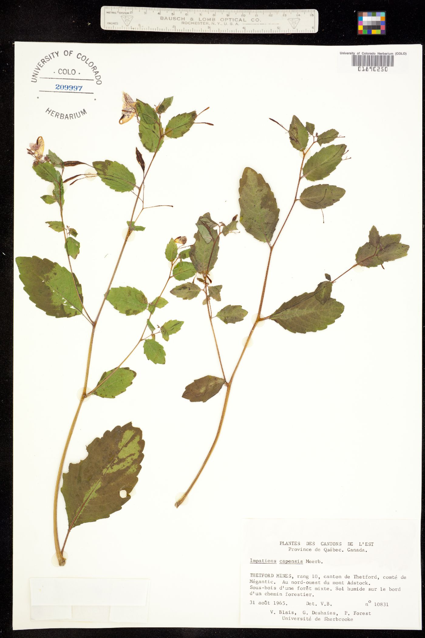 Impatiens capensis image