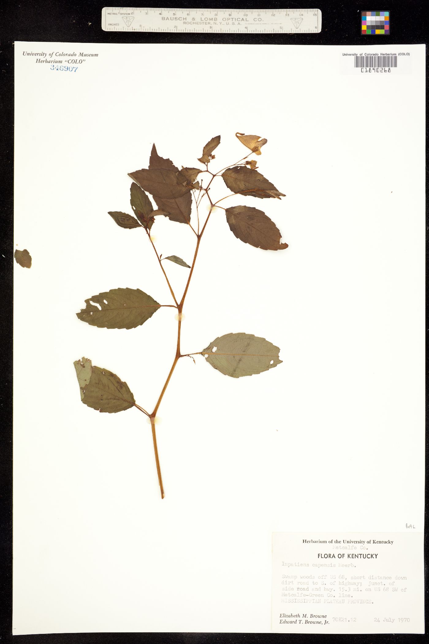 Impatiens image