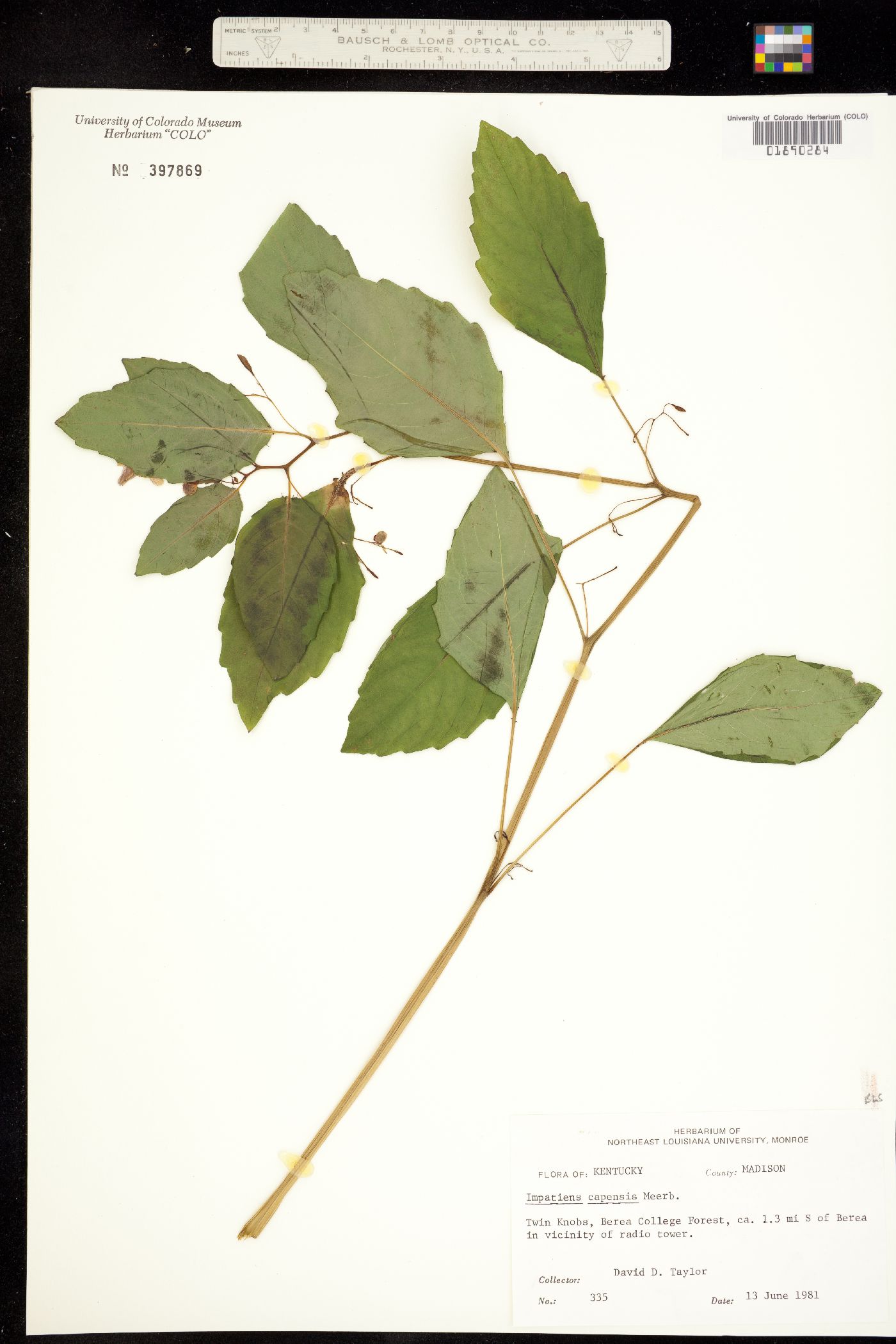 Impatiens capensis image