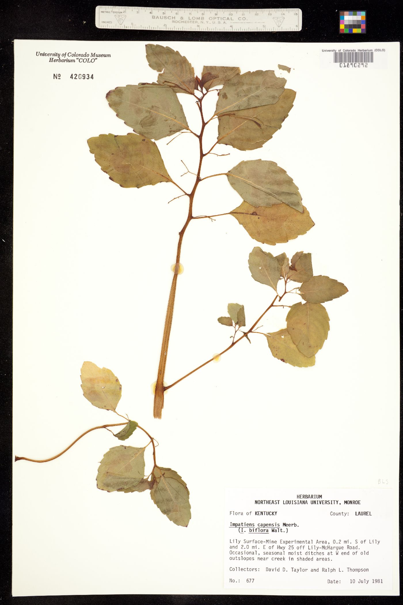 Impatiens capensis image