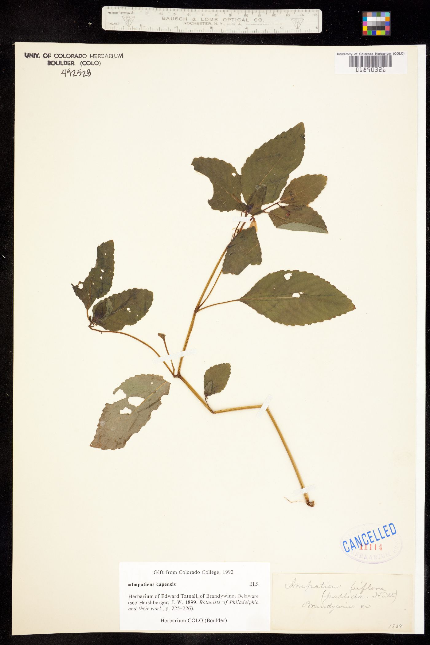 Impatiens capensis image