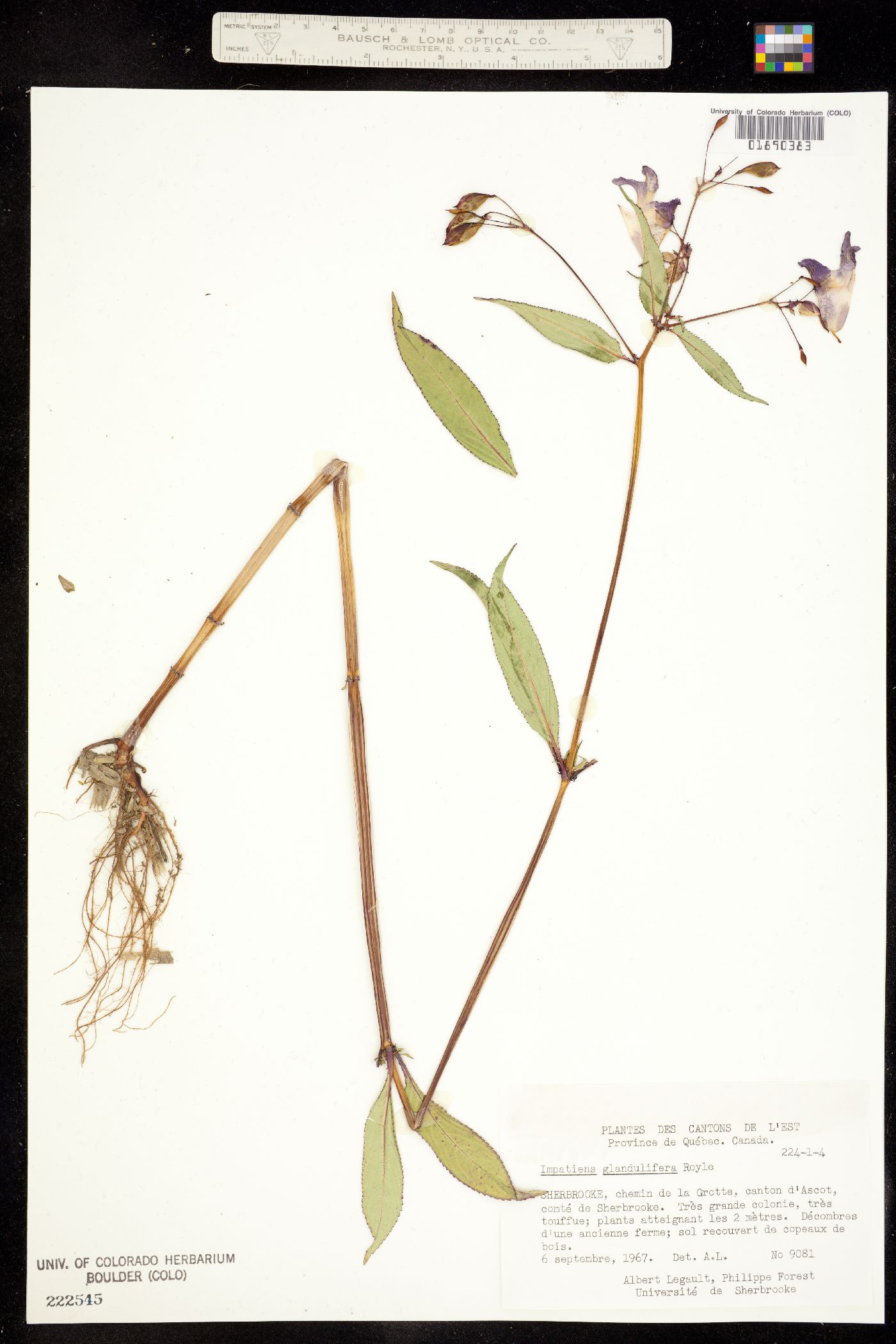 Impatiens glandulifera image