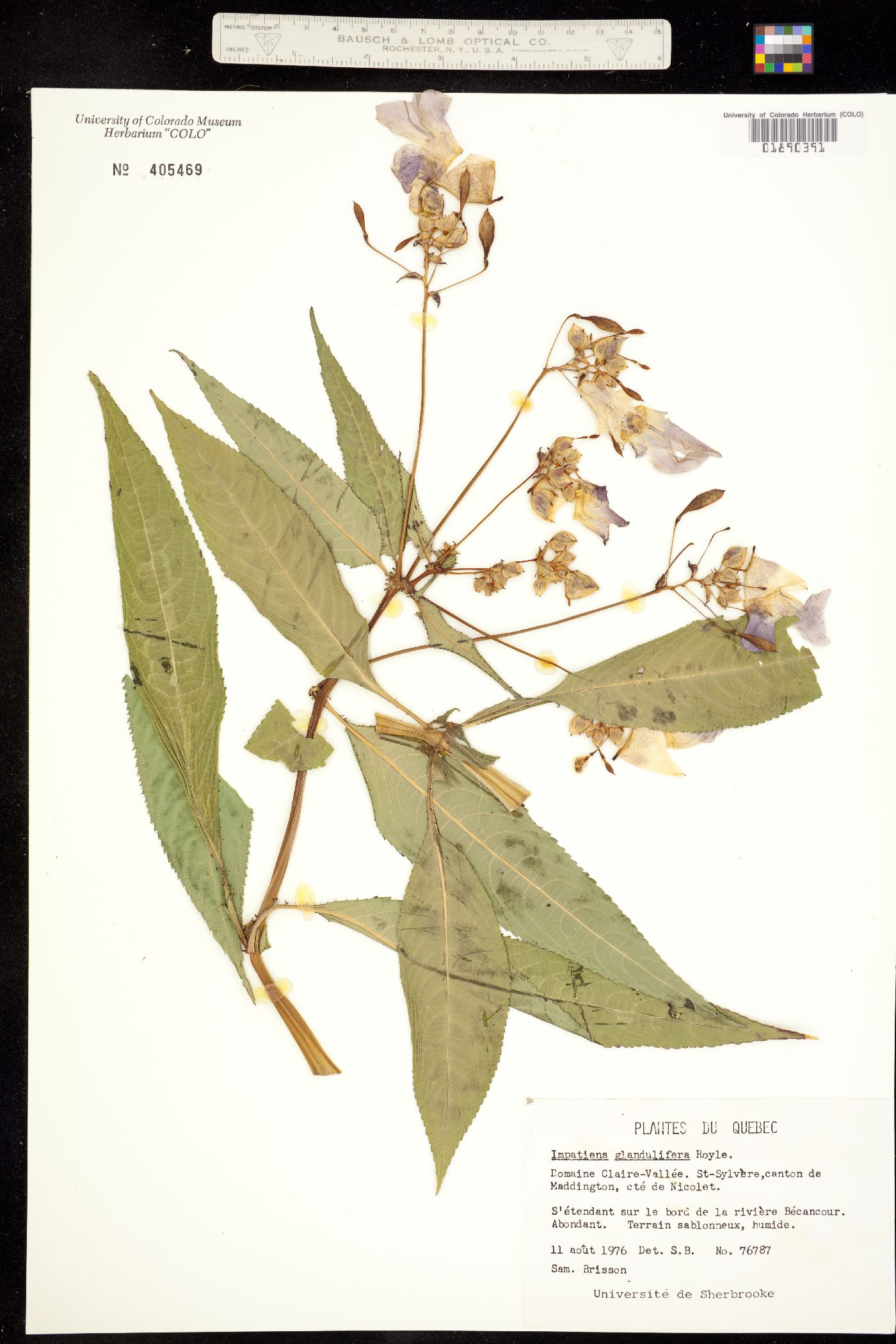 Impatiens glandulifera image