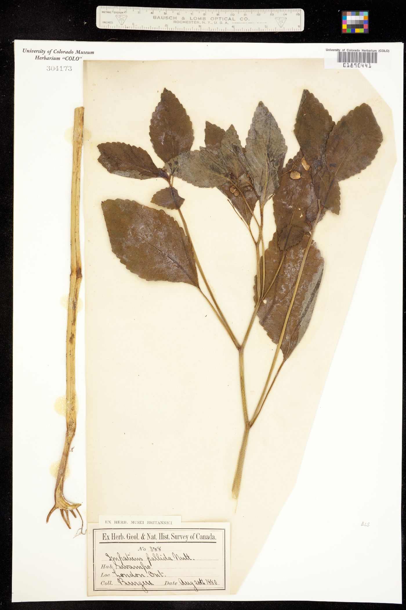 Impatiens pallida image
