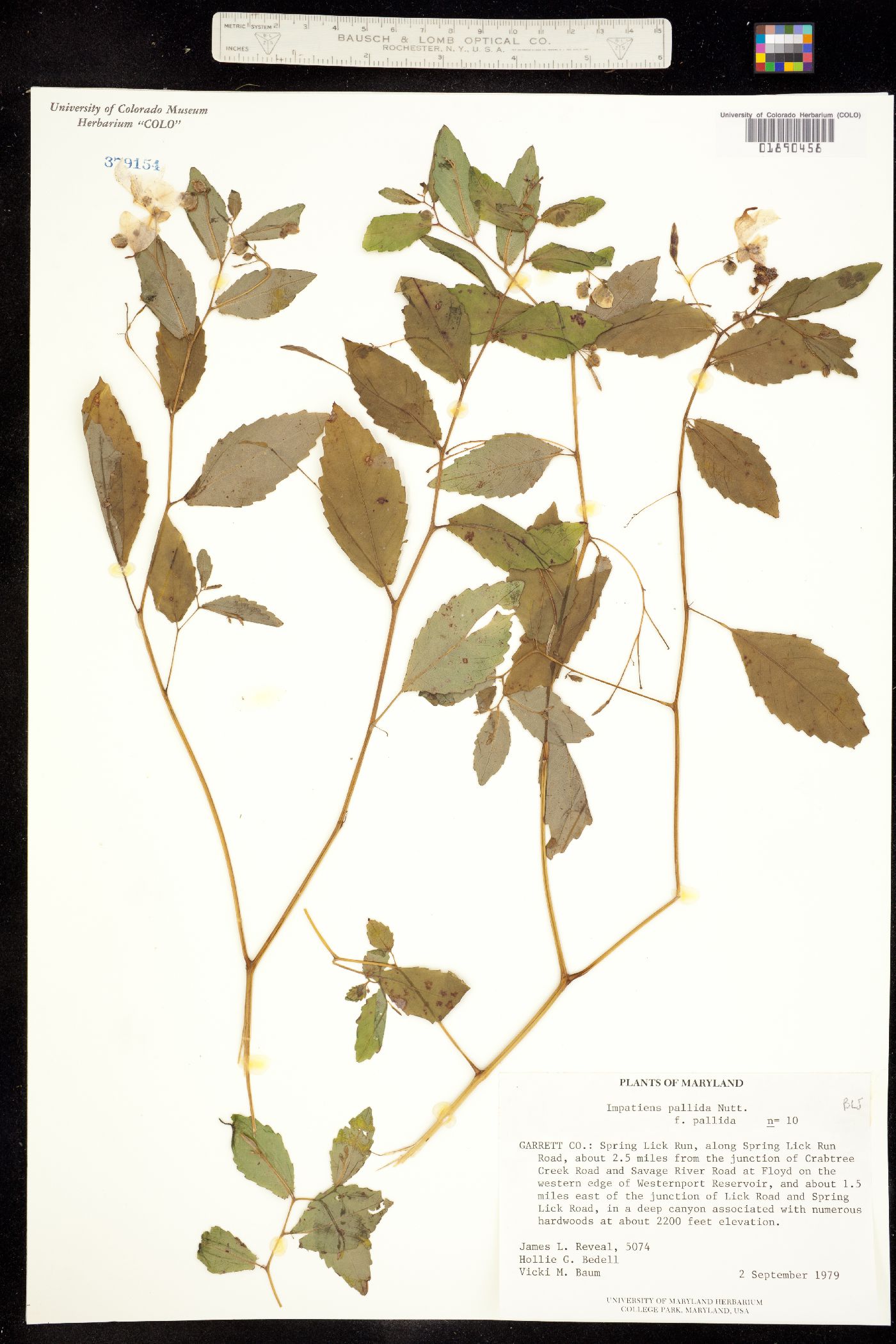 Impatiens pallida image