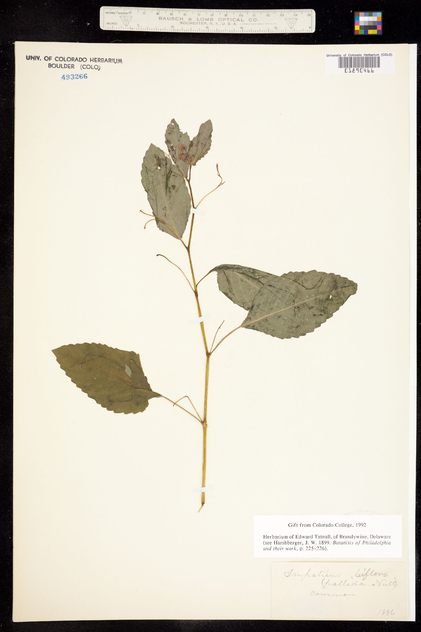 Impatiens pallida image